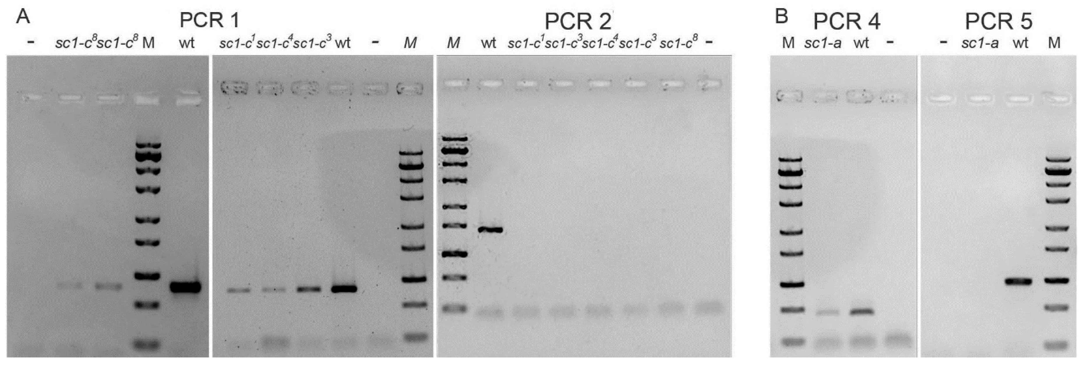 Genes 10 00513 g004 Genes 10 00513 g004