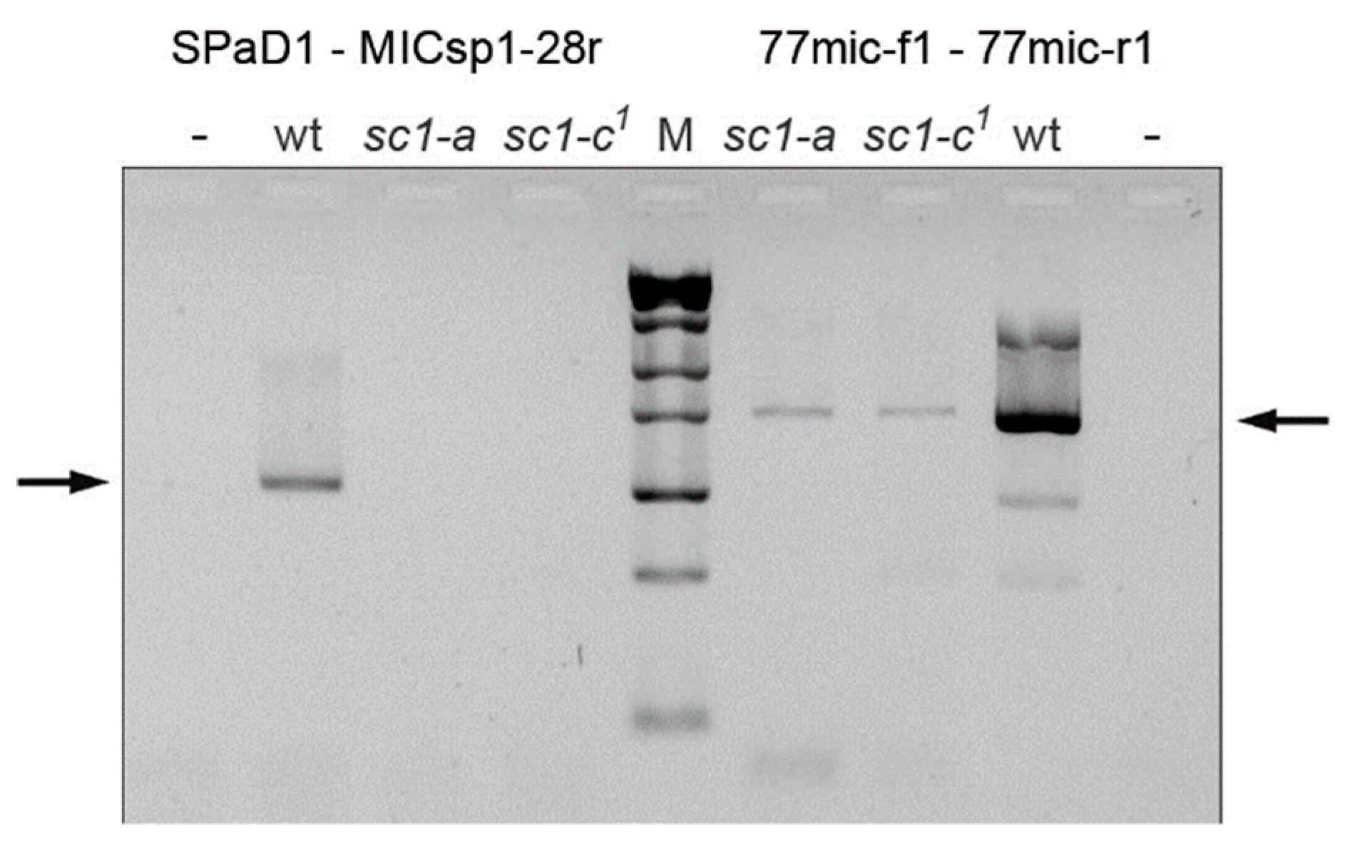 Genes 10 00513 g005 Genes 10 00513 g005