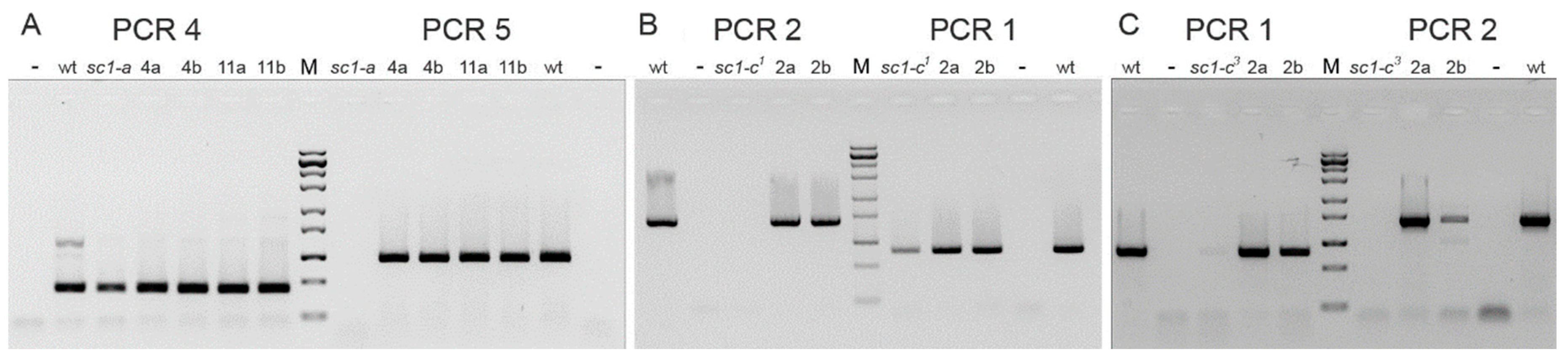 Genes 10 00513 g006 Genes 10 00513 g006