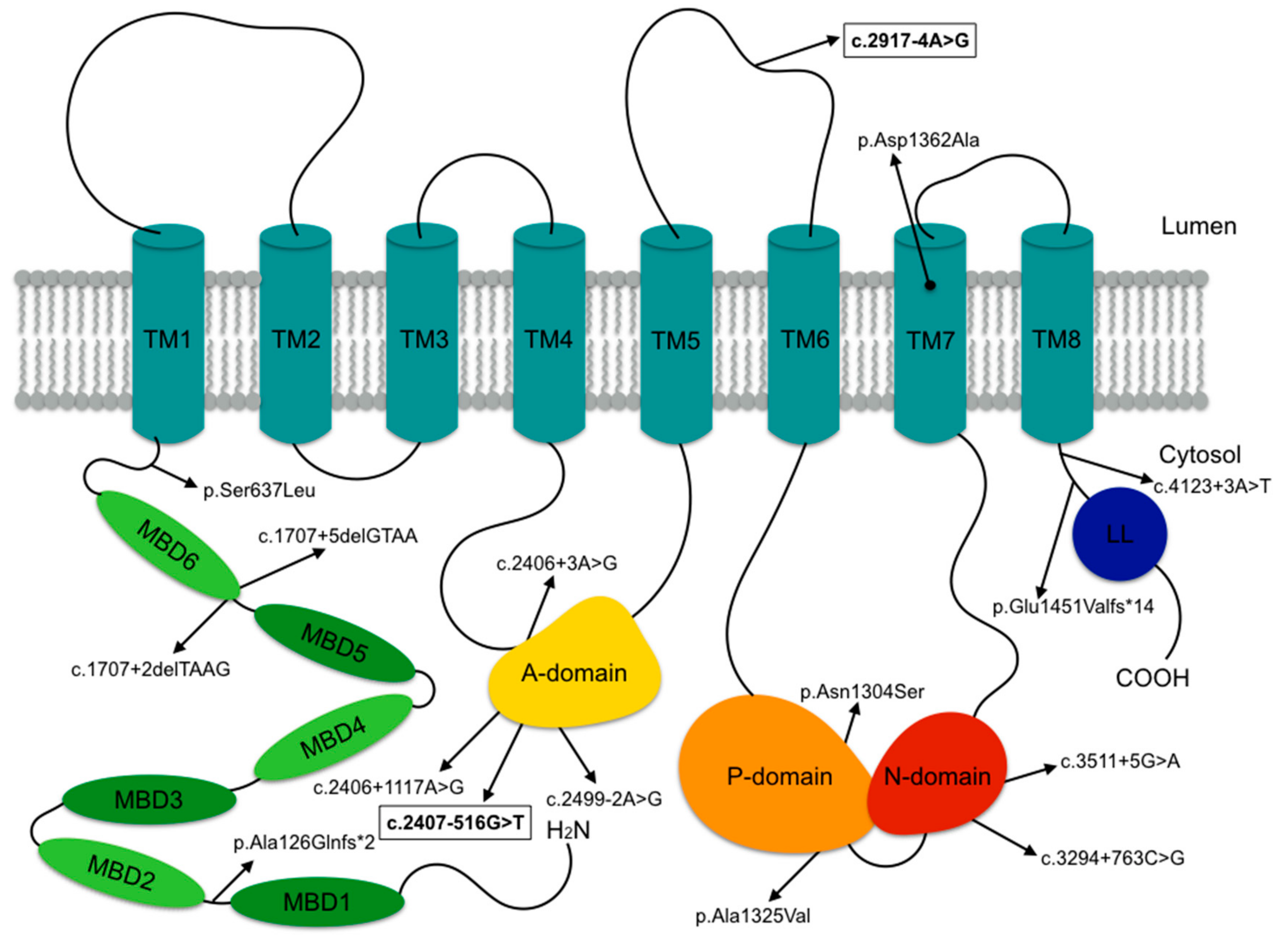 Genes 10 00528 g003 Genes 10 00528 g003