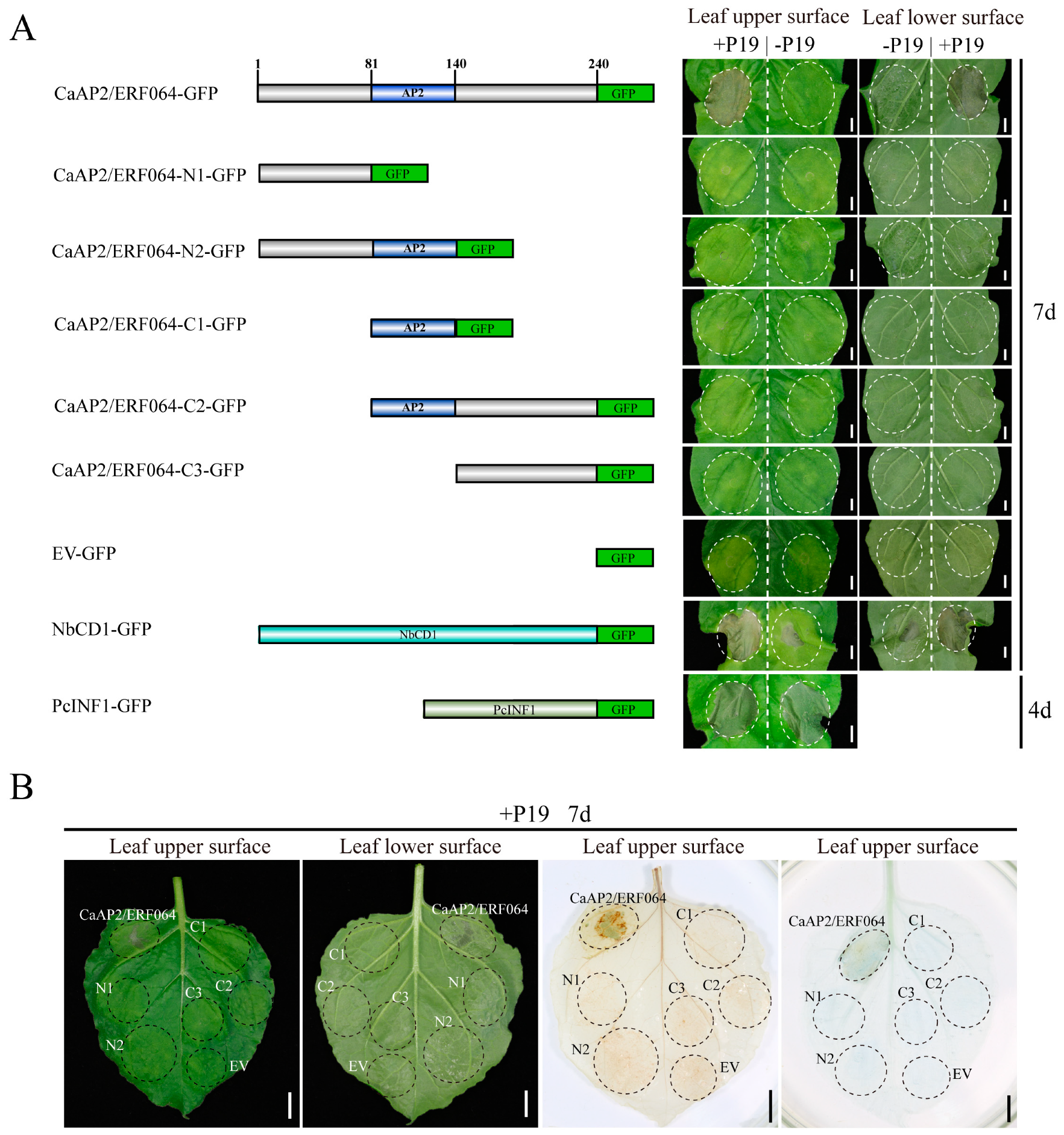 Genes 10 00541 g002 Genes 10 00541 g002
