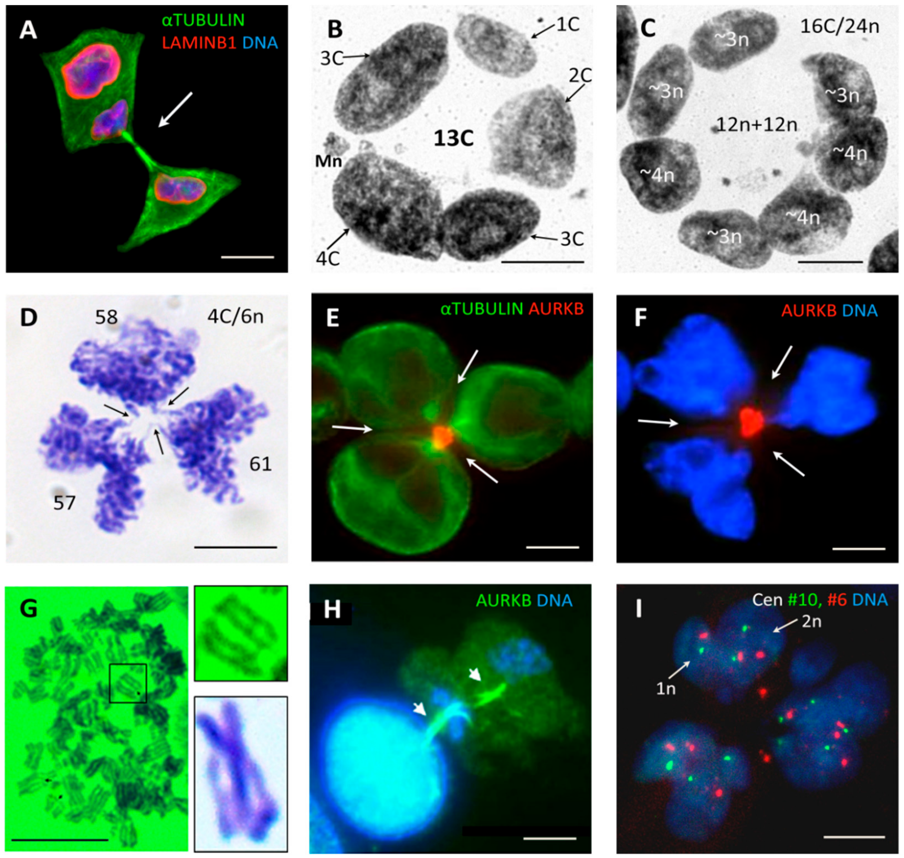 Genes 10 00551 g004 Genes 10 00551 g004
