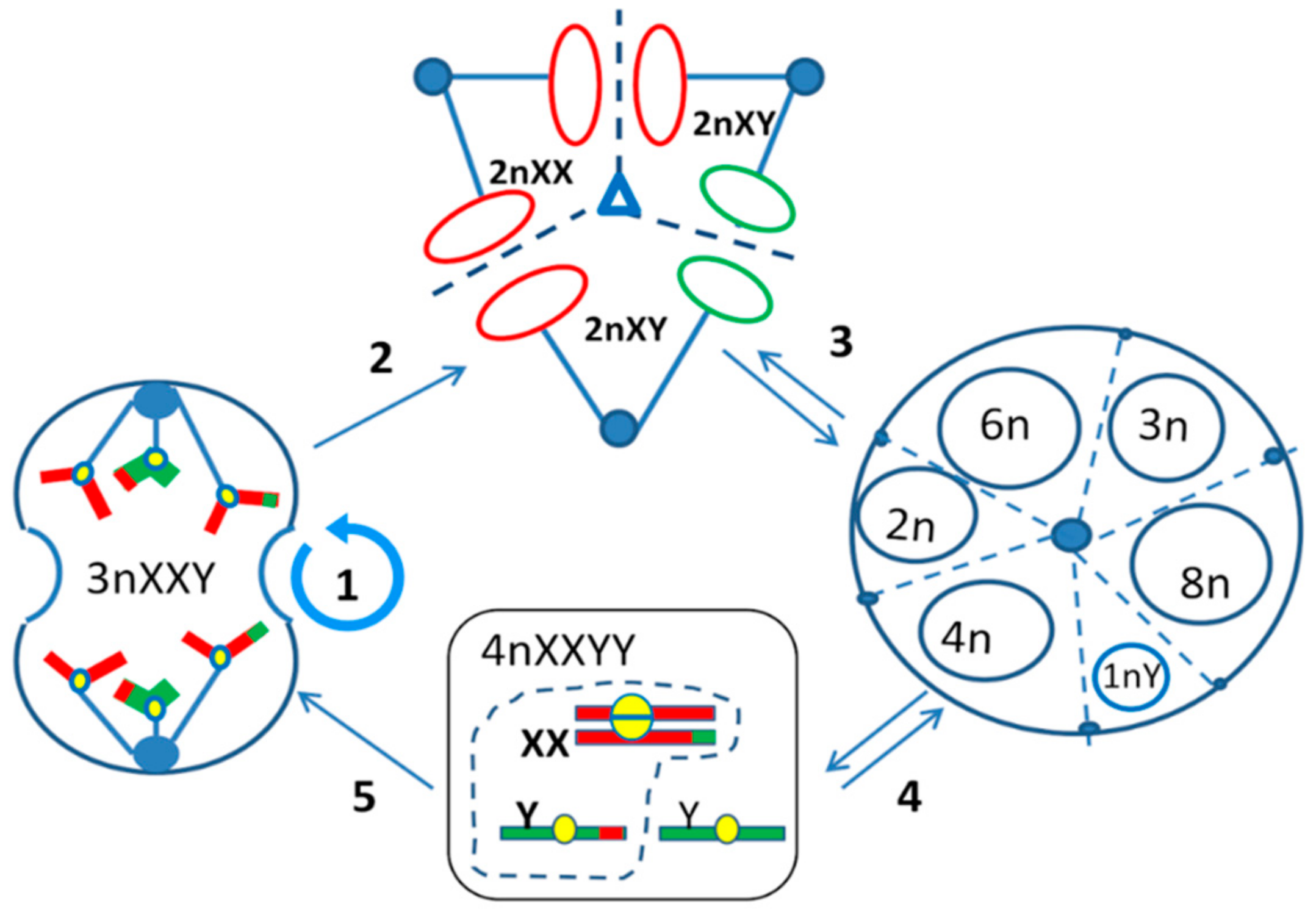 Genes 10 00551 g005 Genes 10 00551 g005