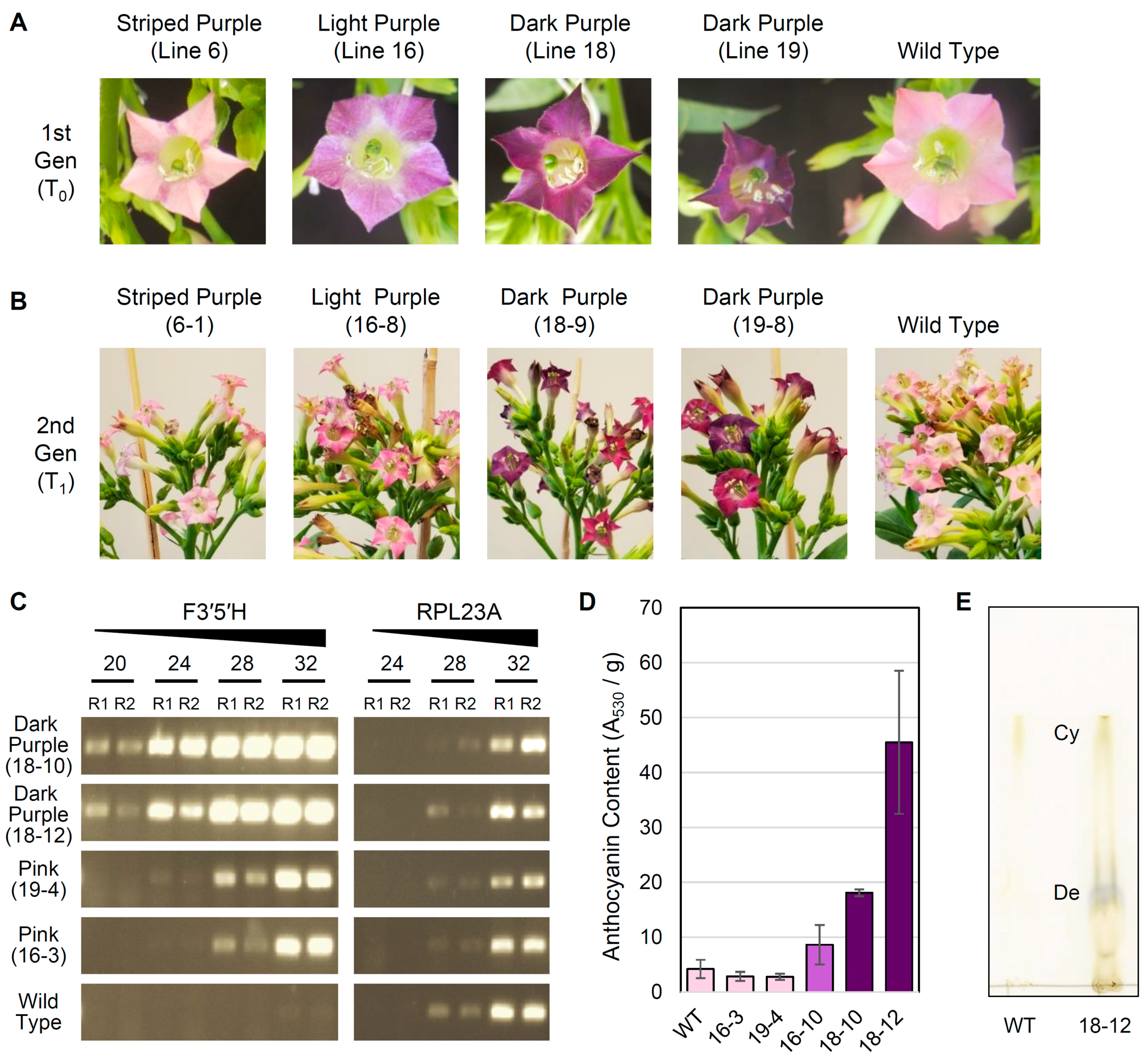 Genes 10 00559 g004 Genes 10 00559 g004