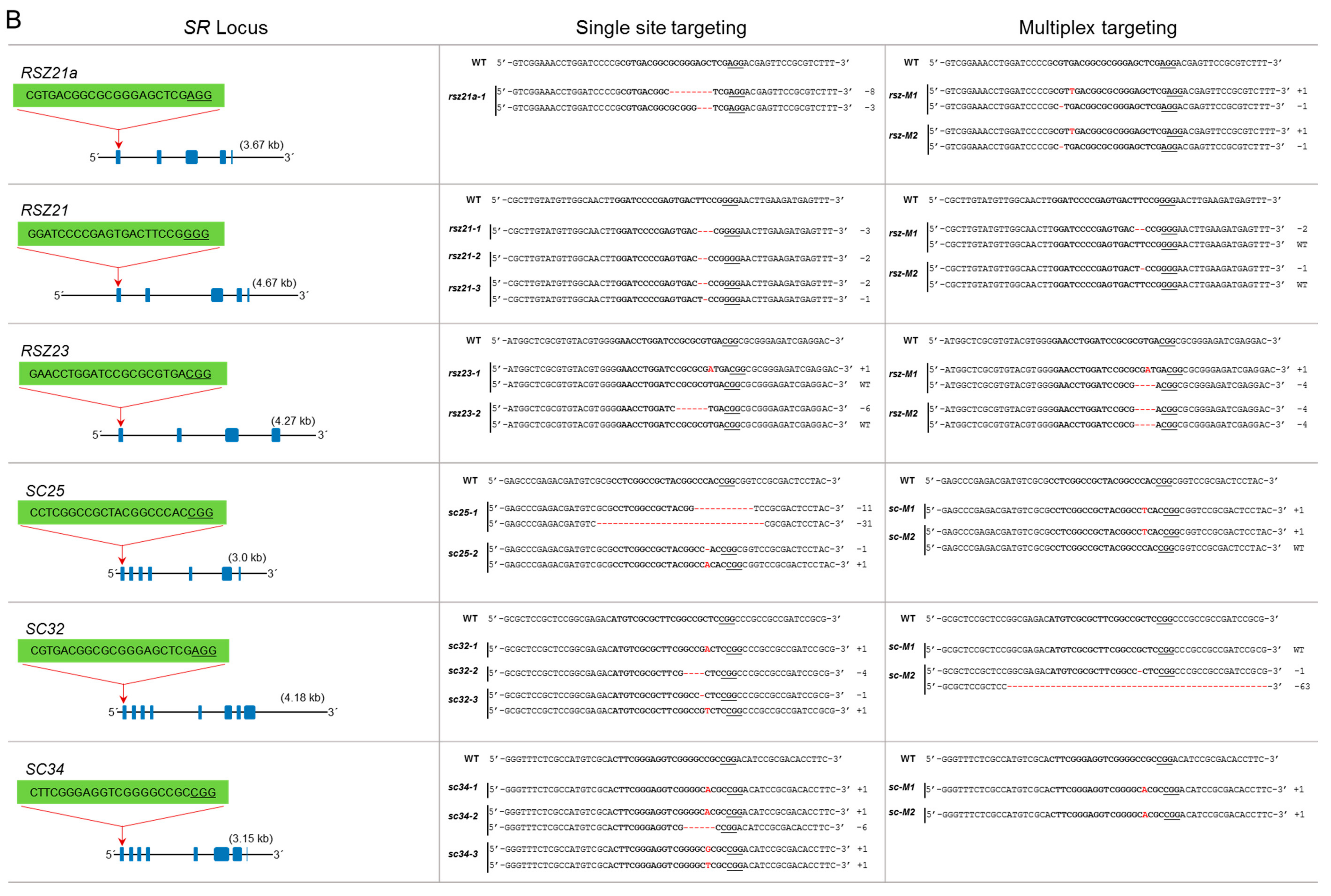 Genes 10 00596 g003b