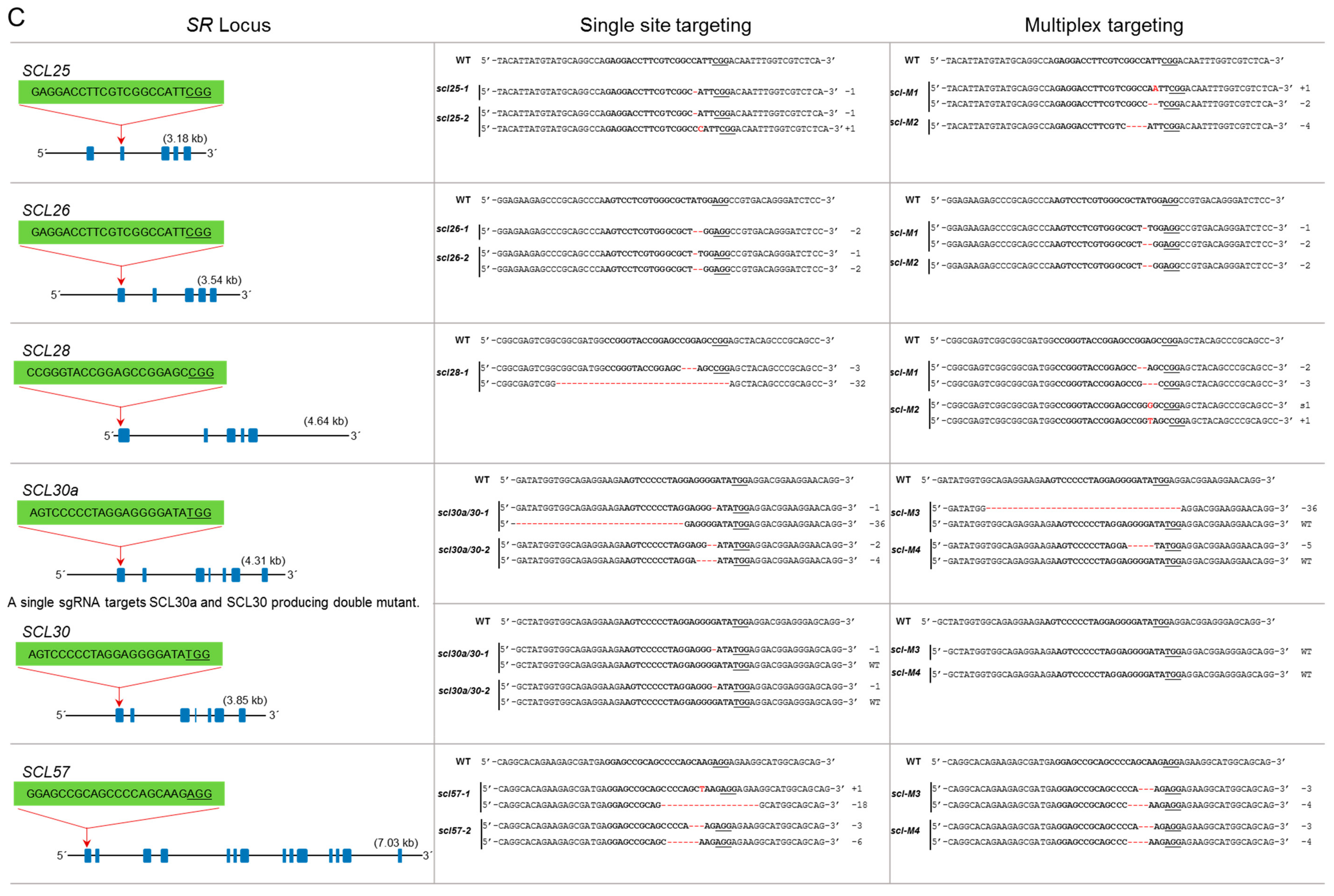 Genes 10 00596 g003c