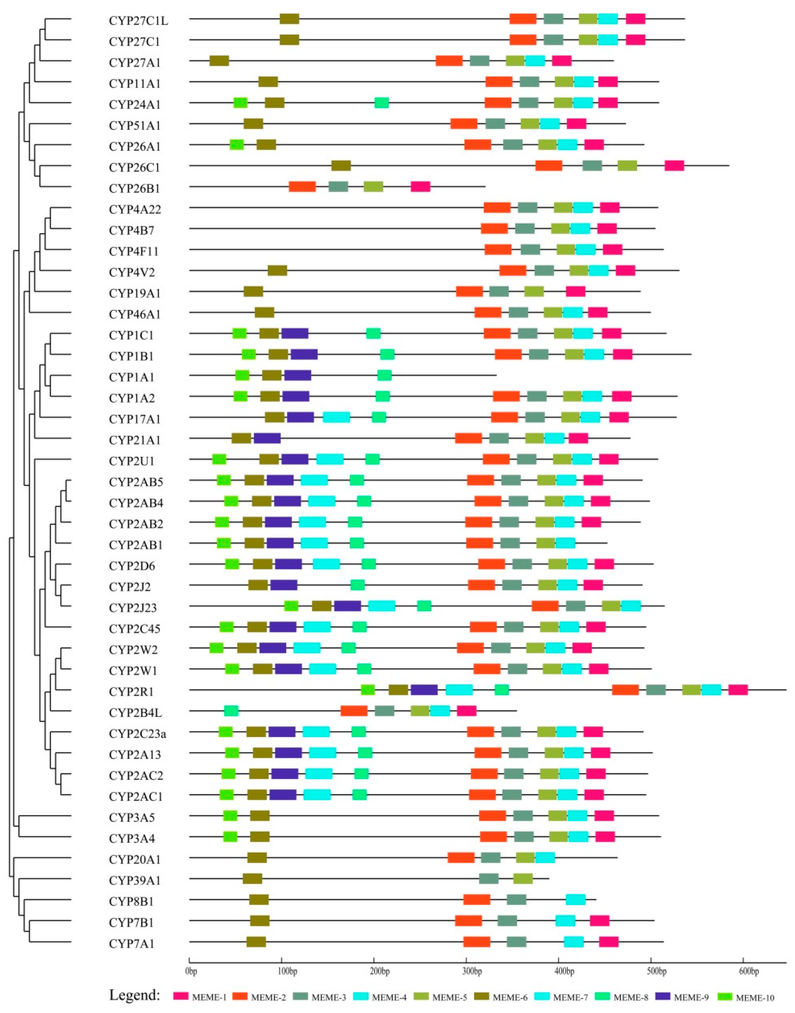 Genes 10 00617 g003 Genes 10 00617 g003