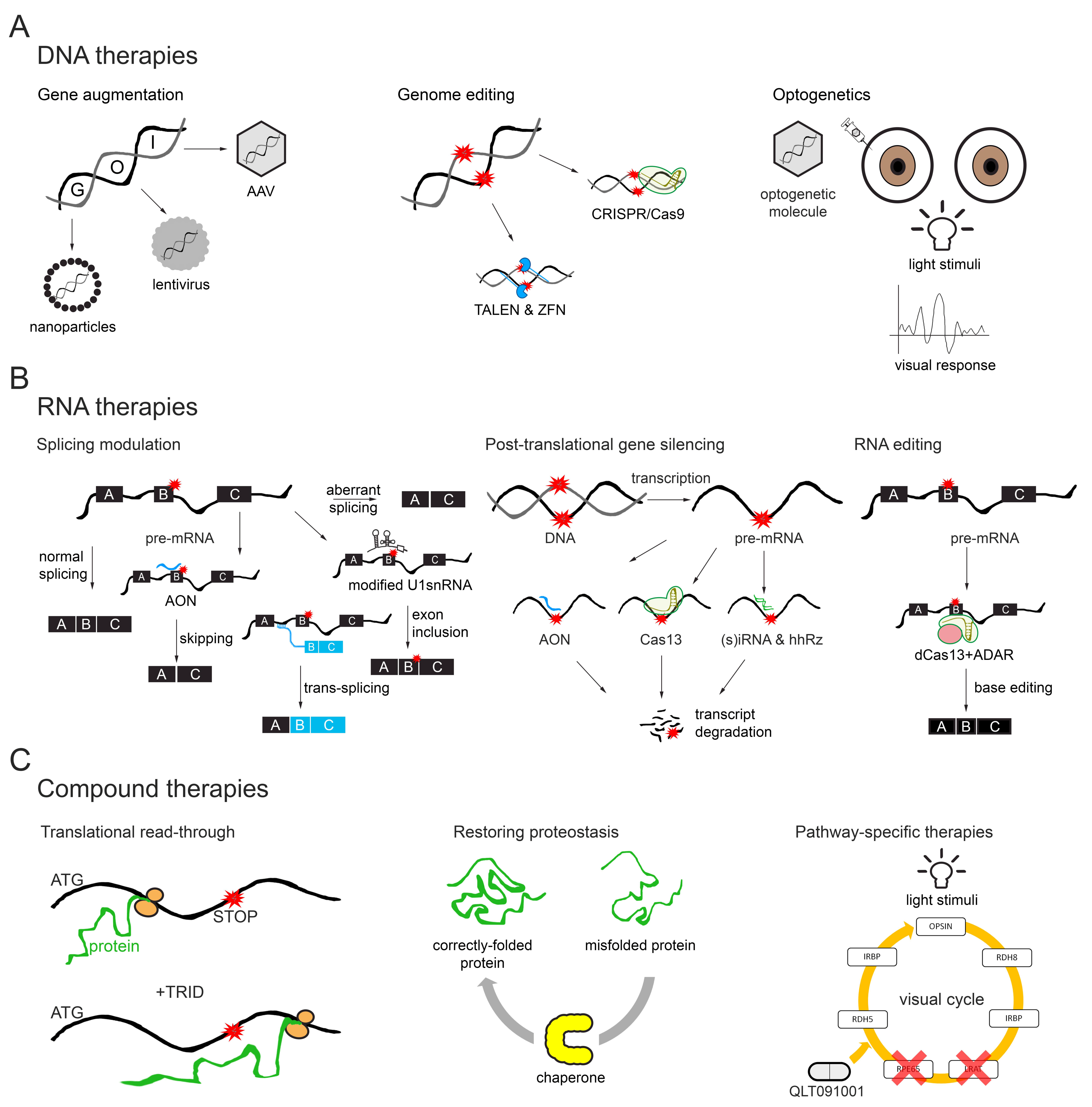 Genes 10 00654 g002 Genes 10 00654 g002