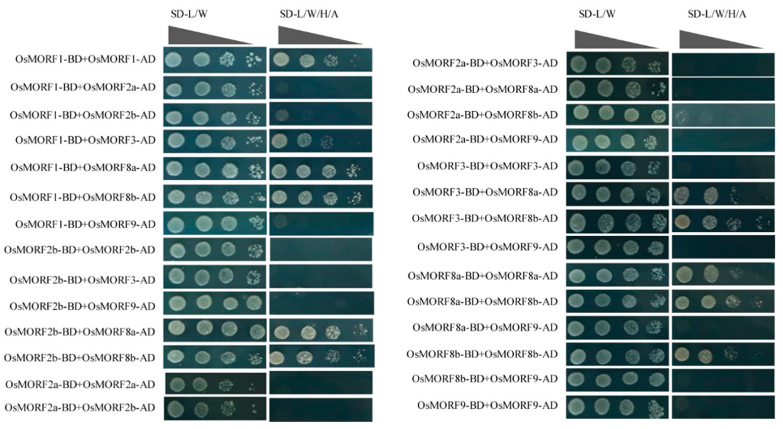 Genes 10 00694 g006 Genes 10 00694 g006