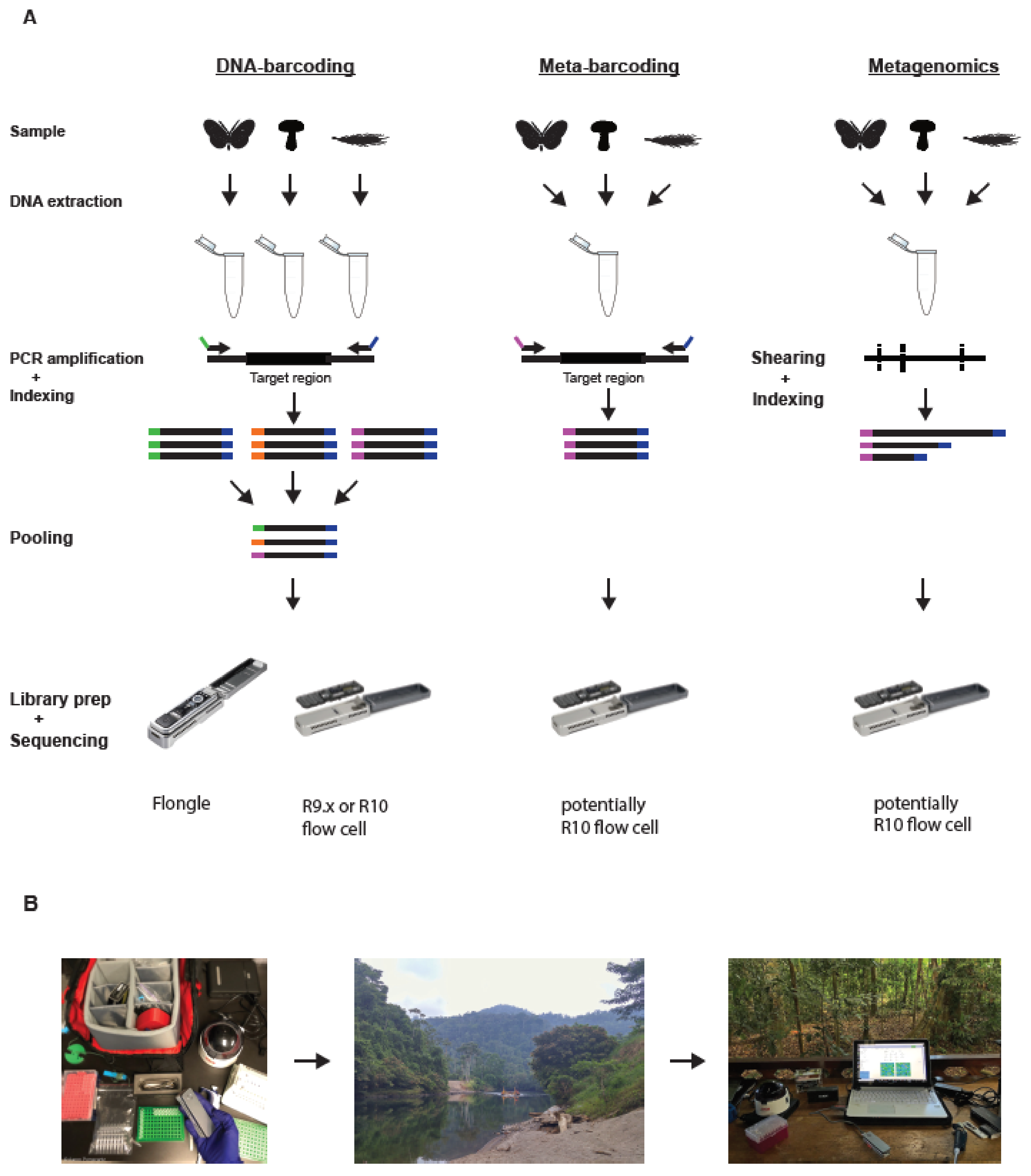 Genes 10 00858 g001