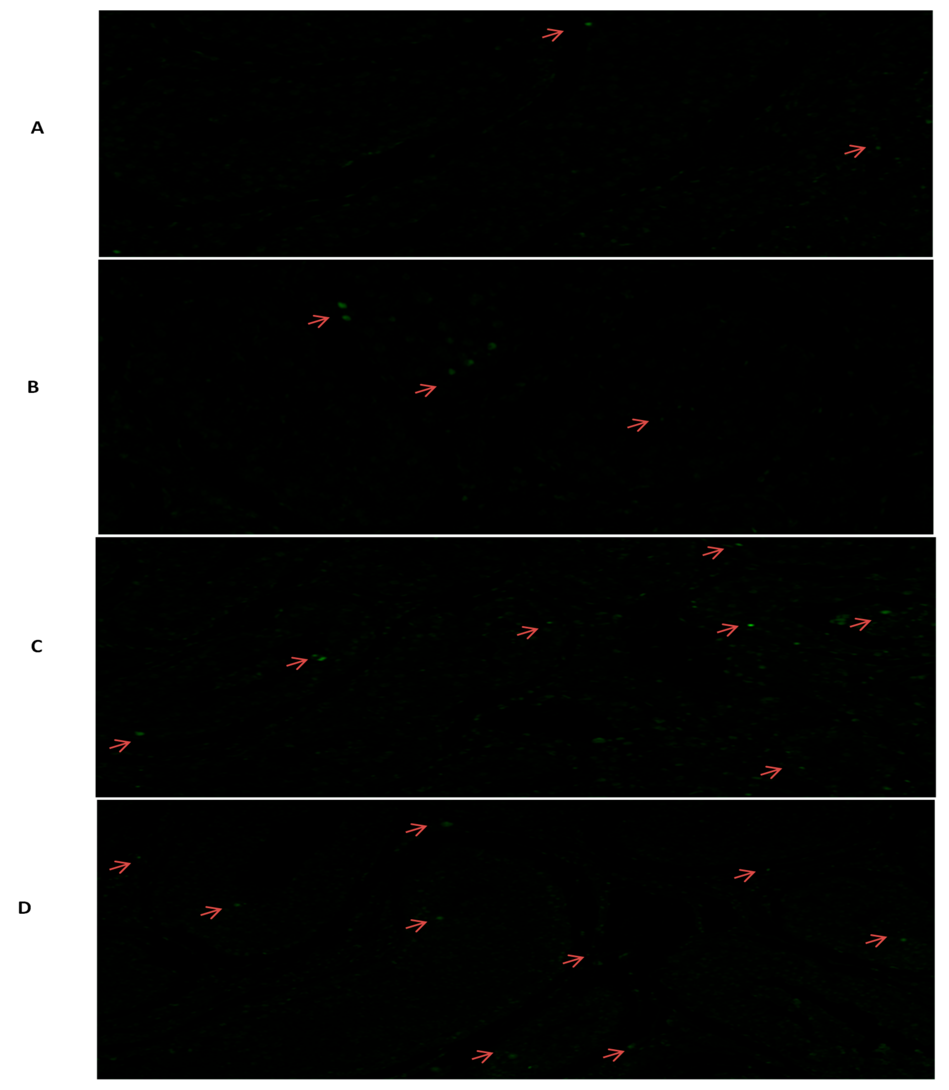 Genes 10 00867 g007a Genes 10 00867 g007a