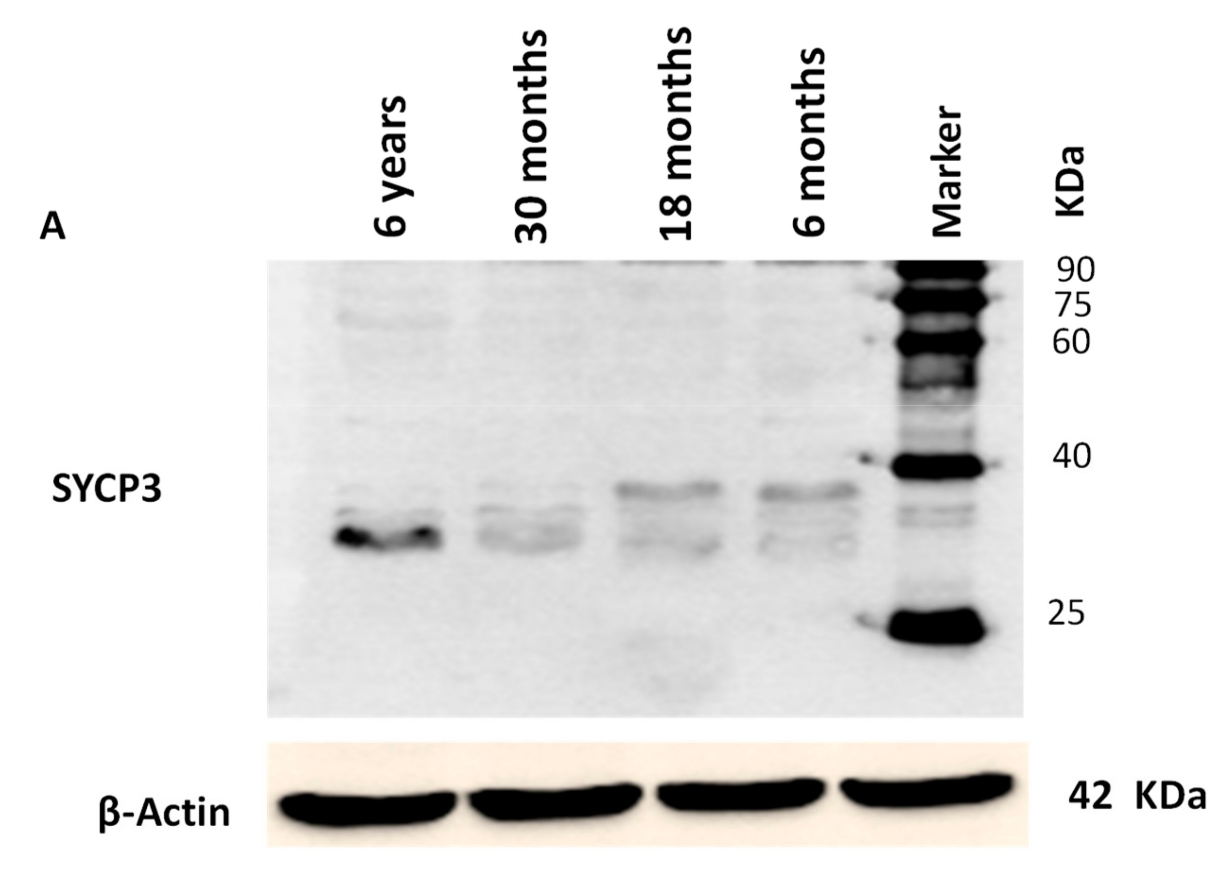 Genes 10 00867 g008a Genes 10 00867 g008a