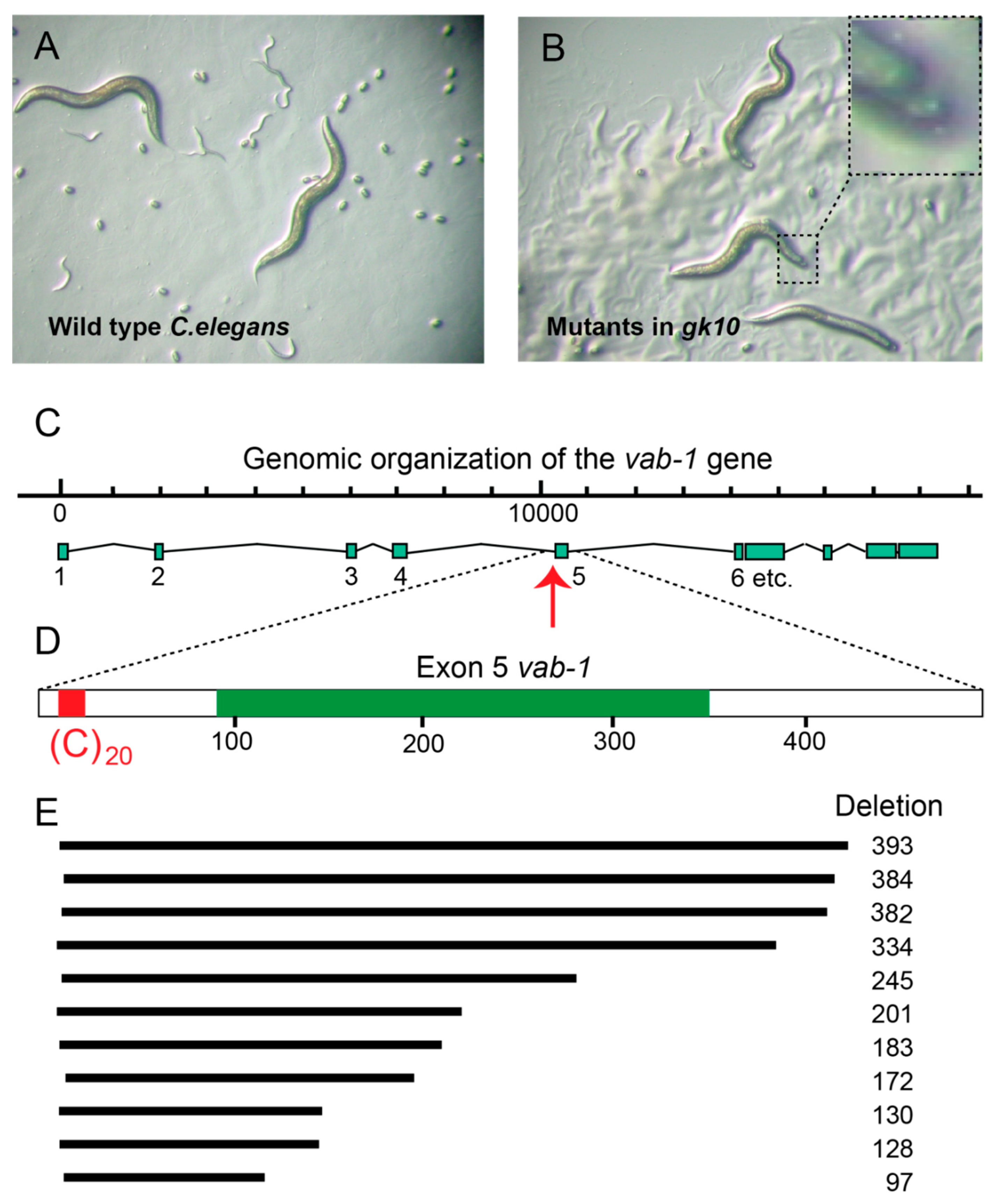 Genes 10 00870 g003