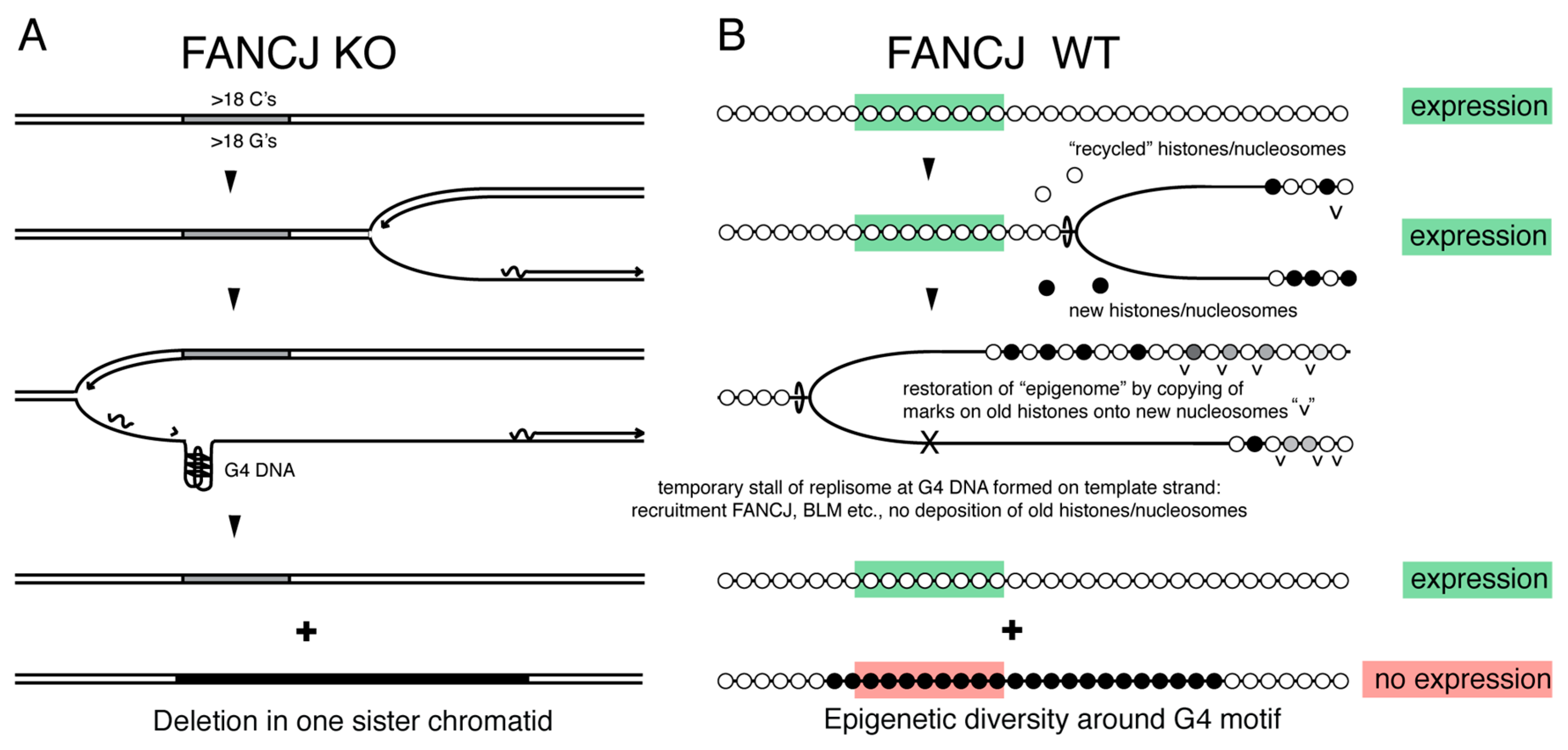 Genes 10 00870 g004