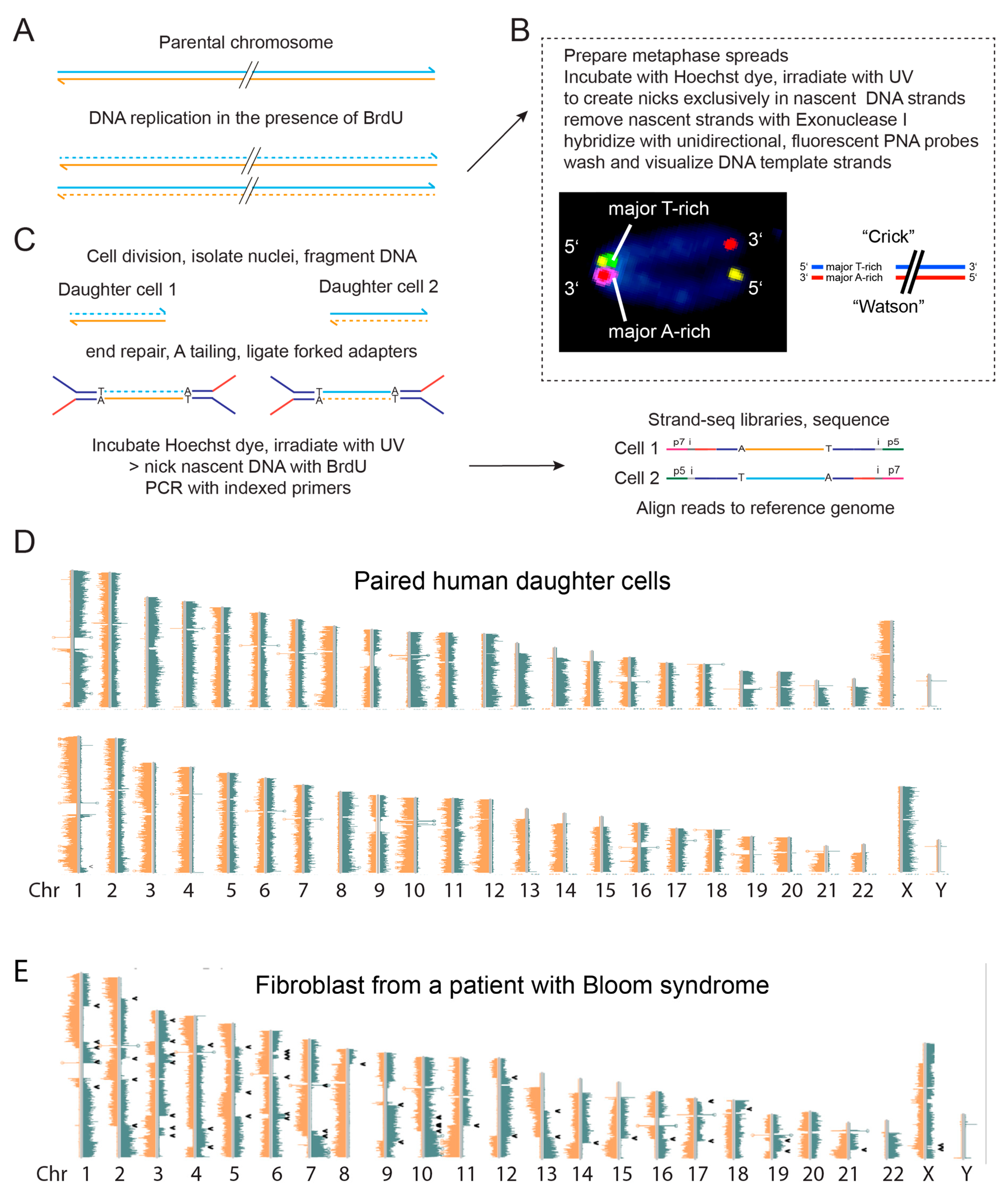 Genes 10 00870 g006