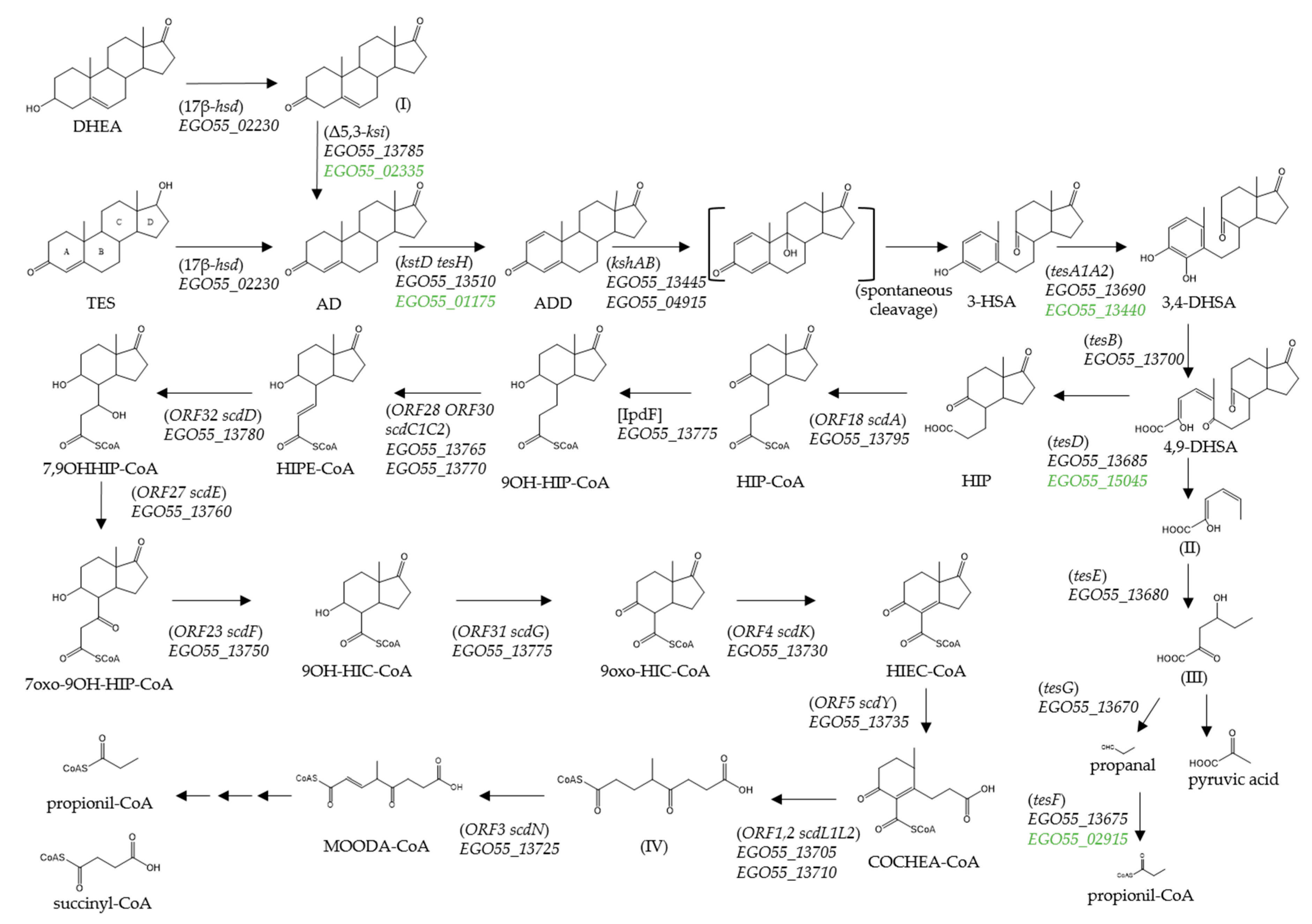 Genes 10 00871 g001 Genes 10 00871 g001