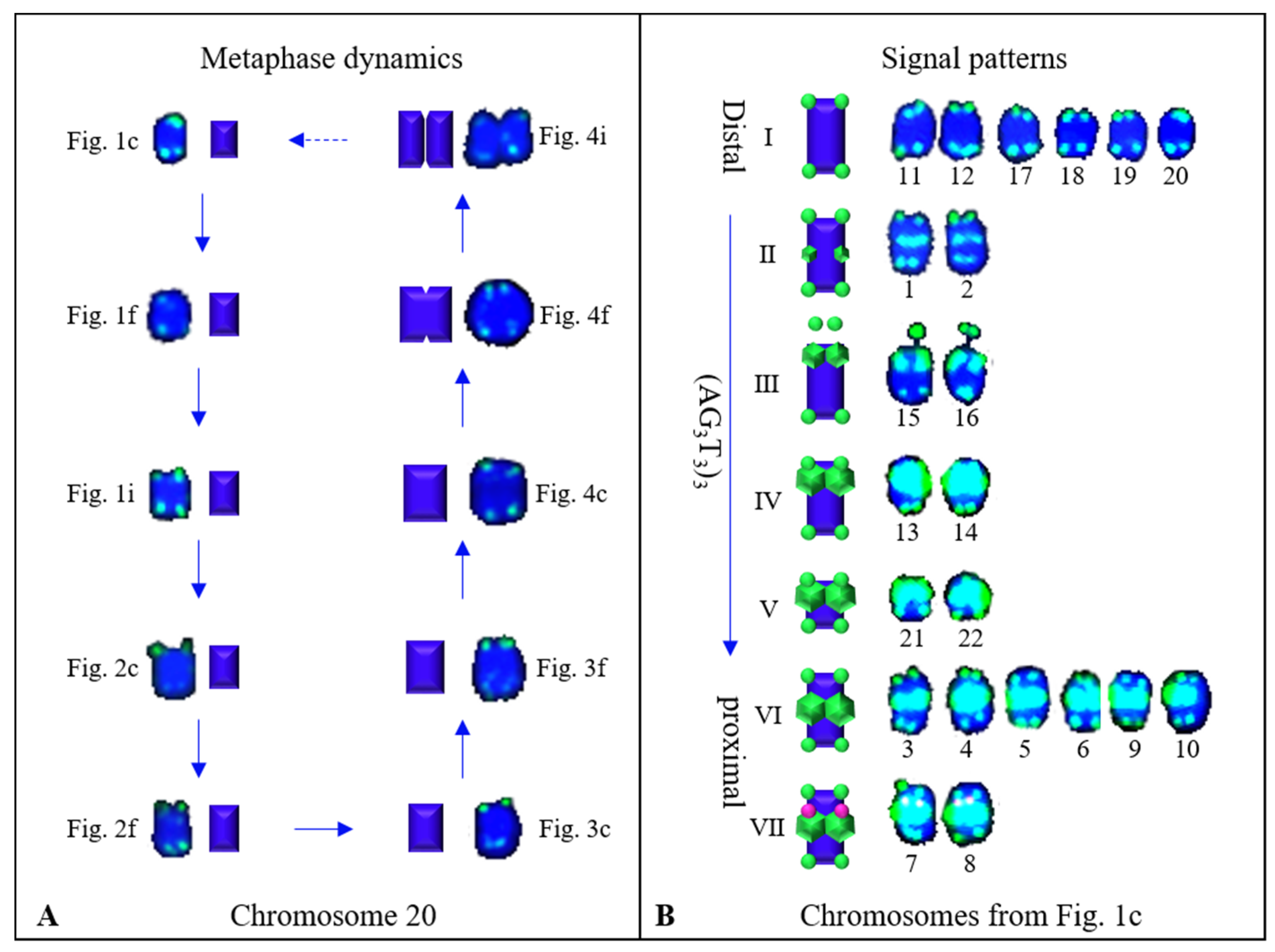Genes 10 00904 g007