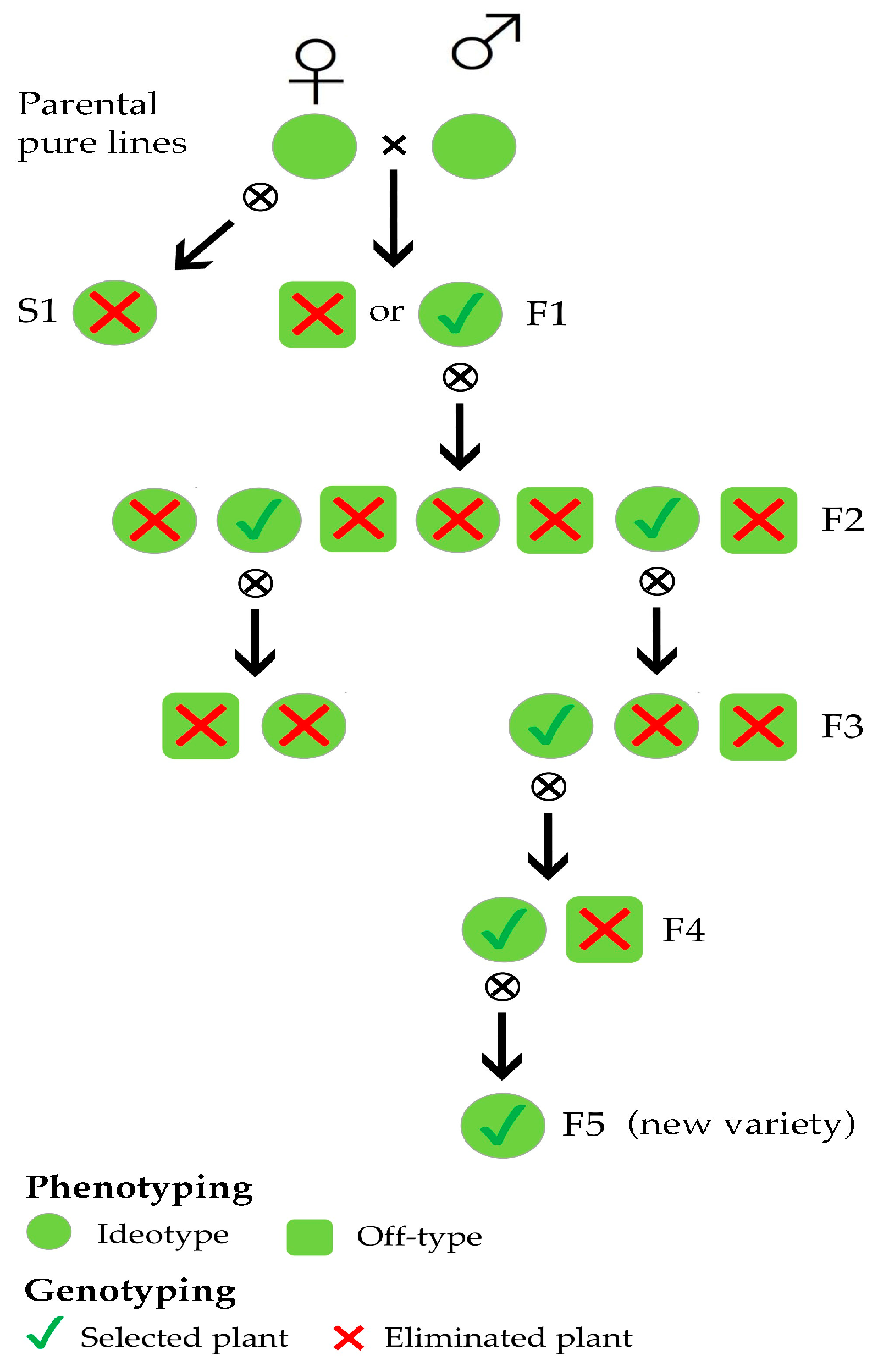 Genes 10 00916 g001 Genes 10 00916 g001