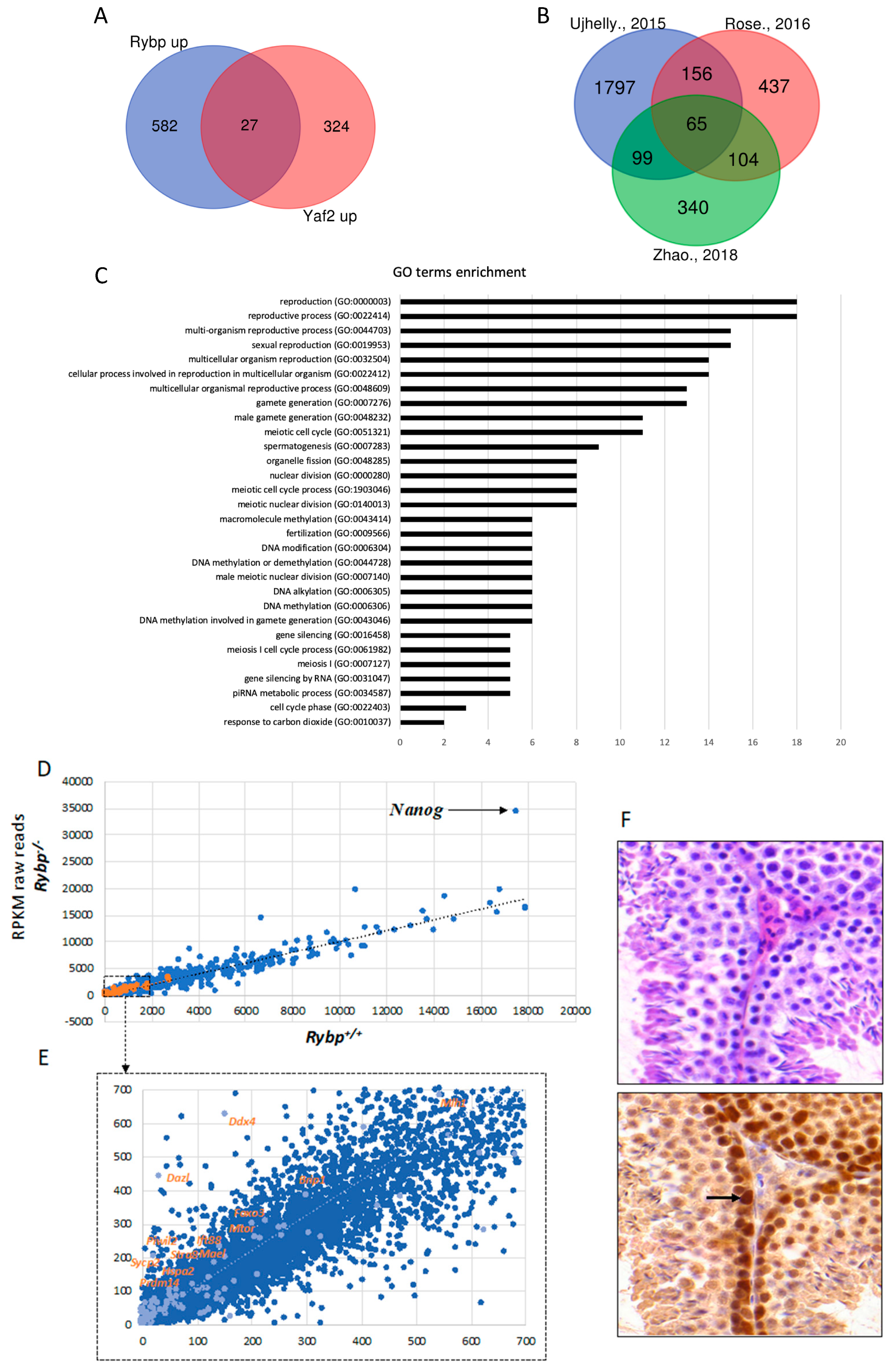 Genes 10 00941 g003