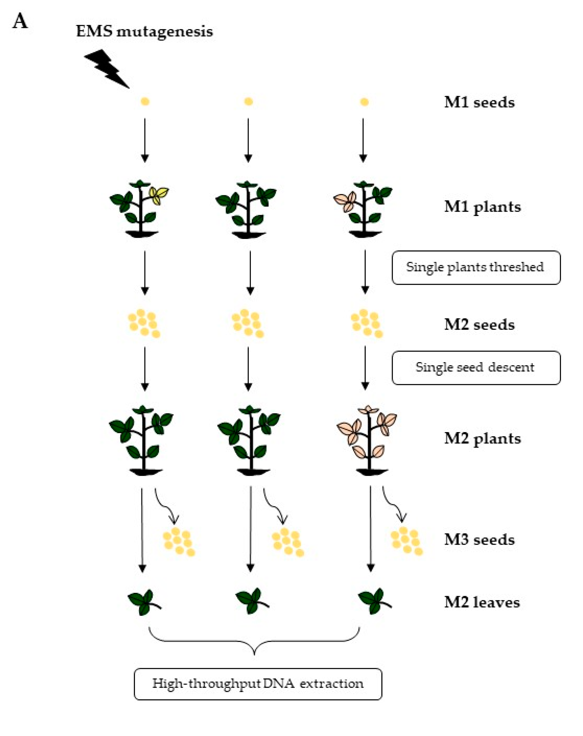 Genes 10 00975 g001a