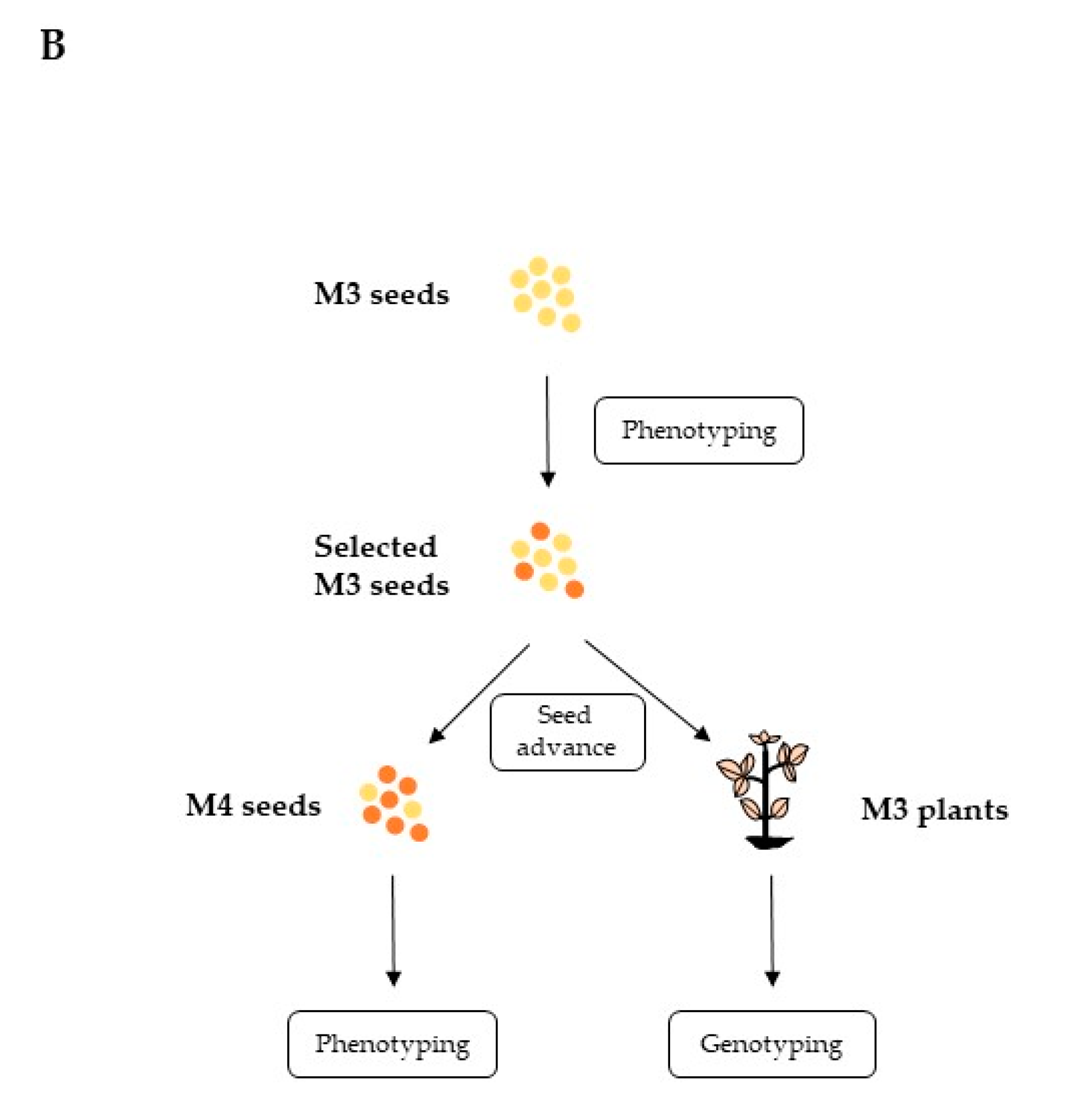 Genes 10 00975 g001b