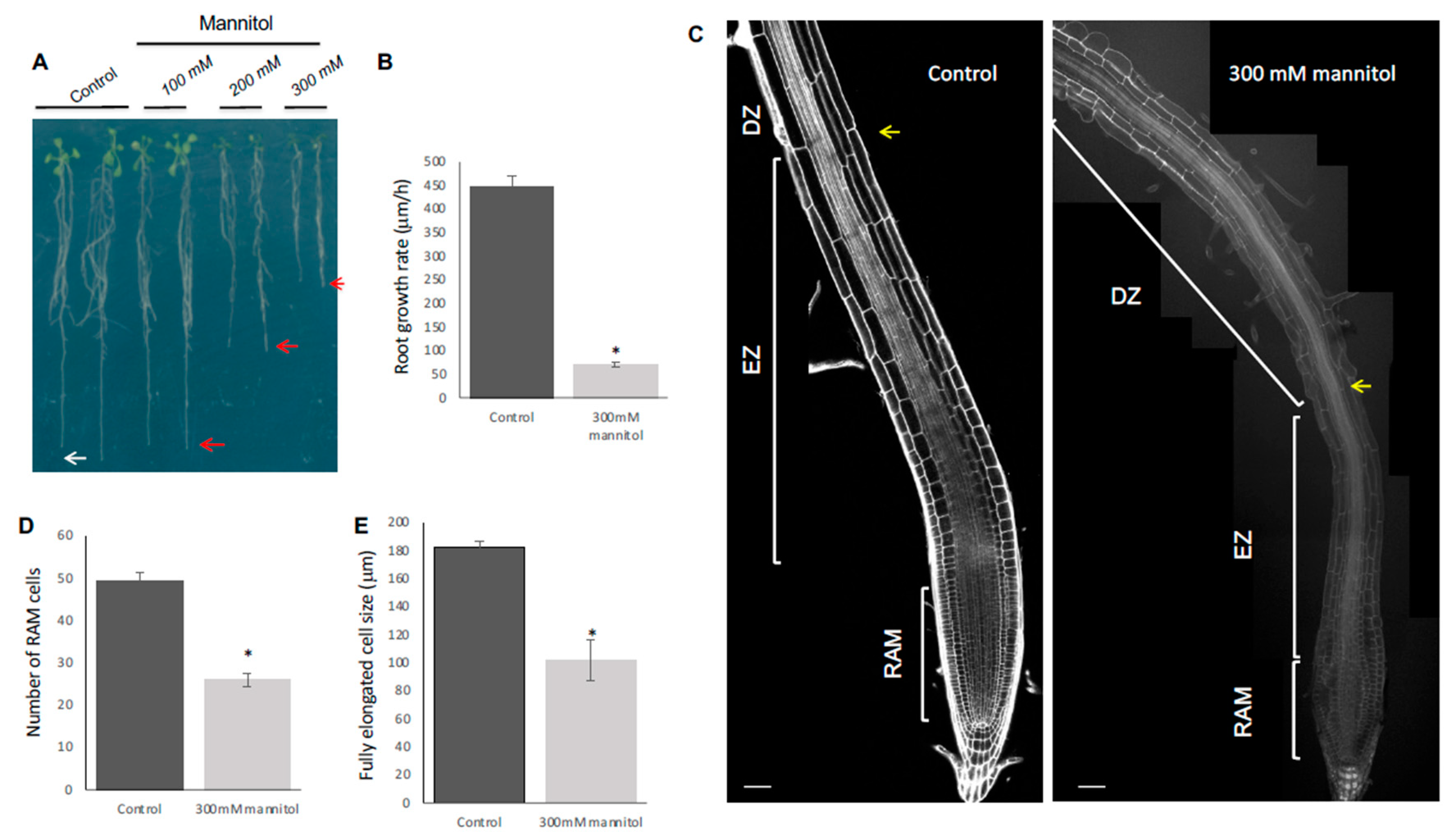 Genes 10 00983 g001