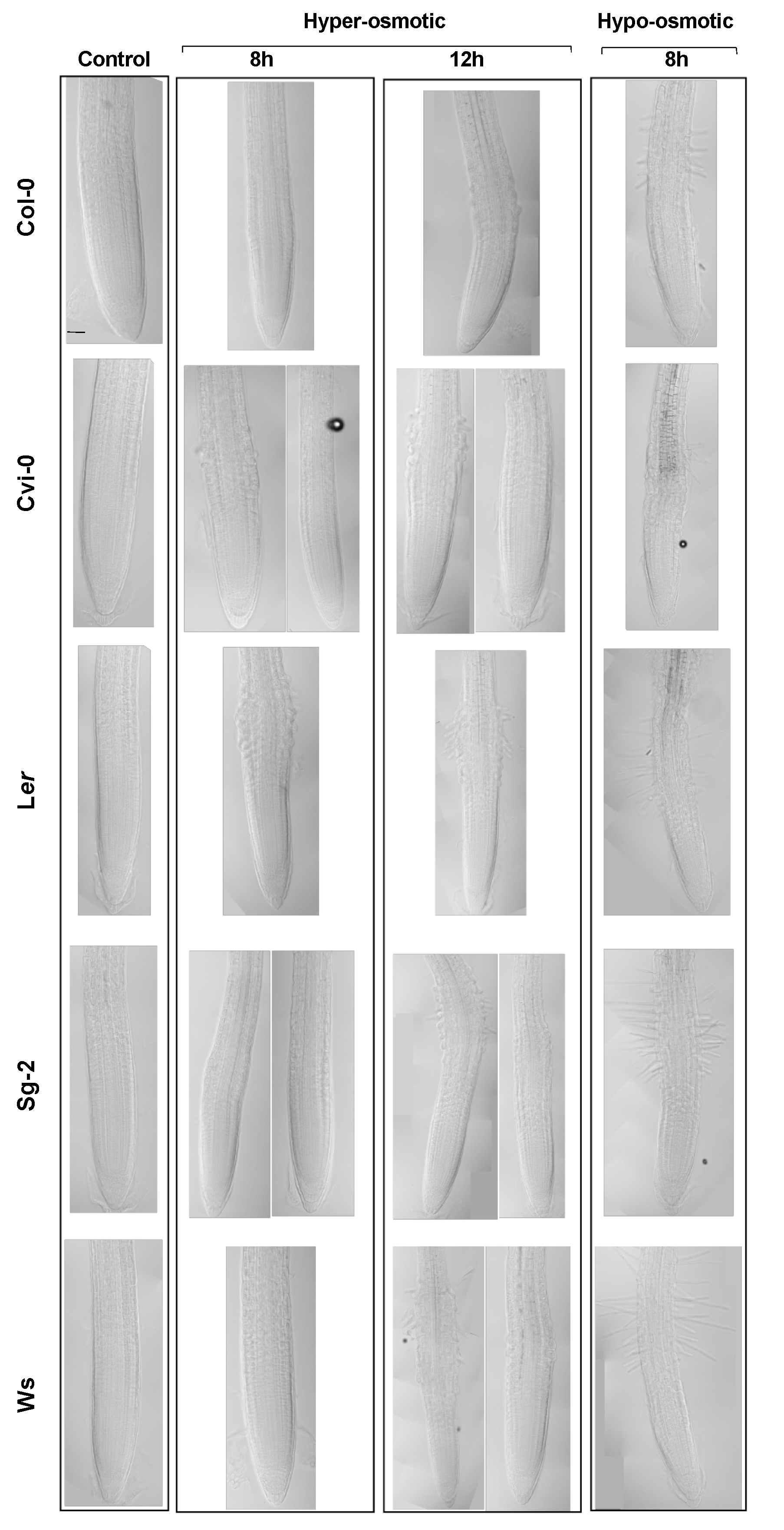 Genes 10 00983 g005