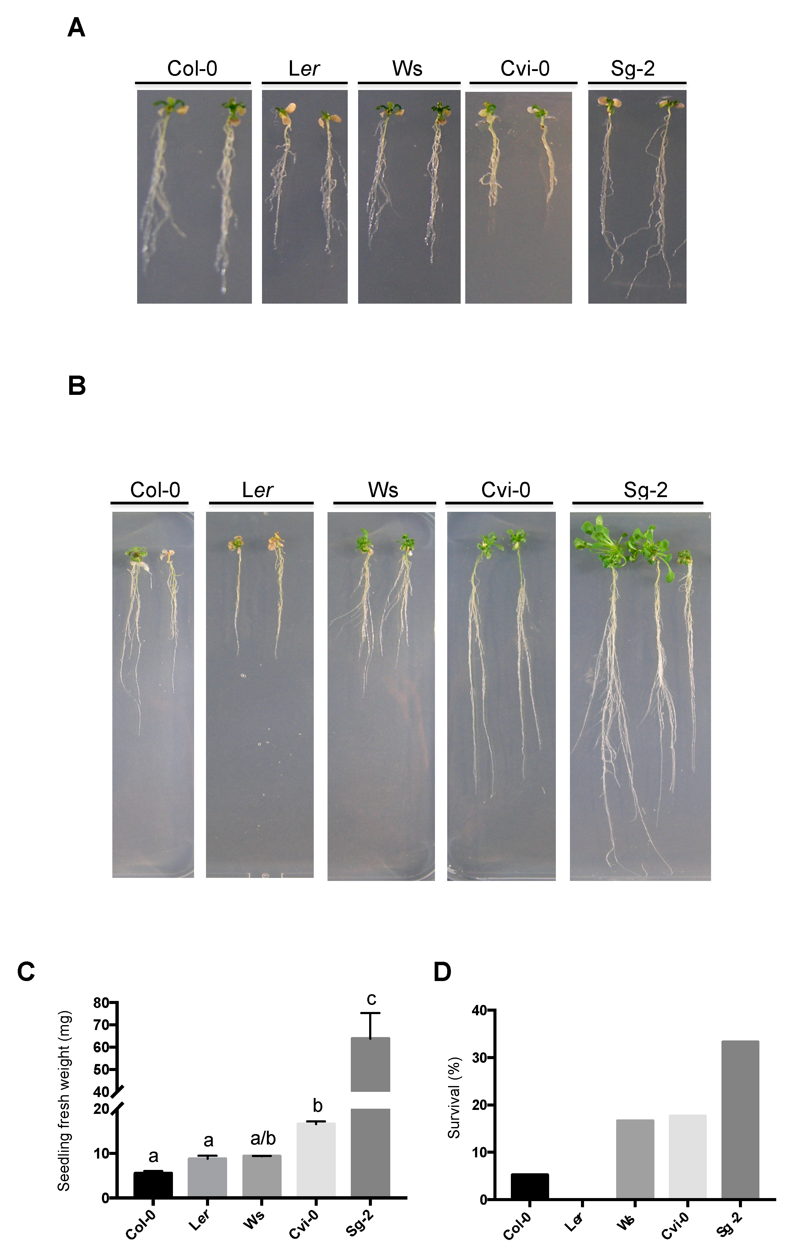 Genes 10 00983 g006