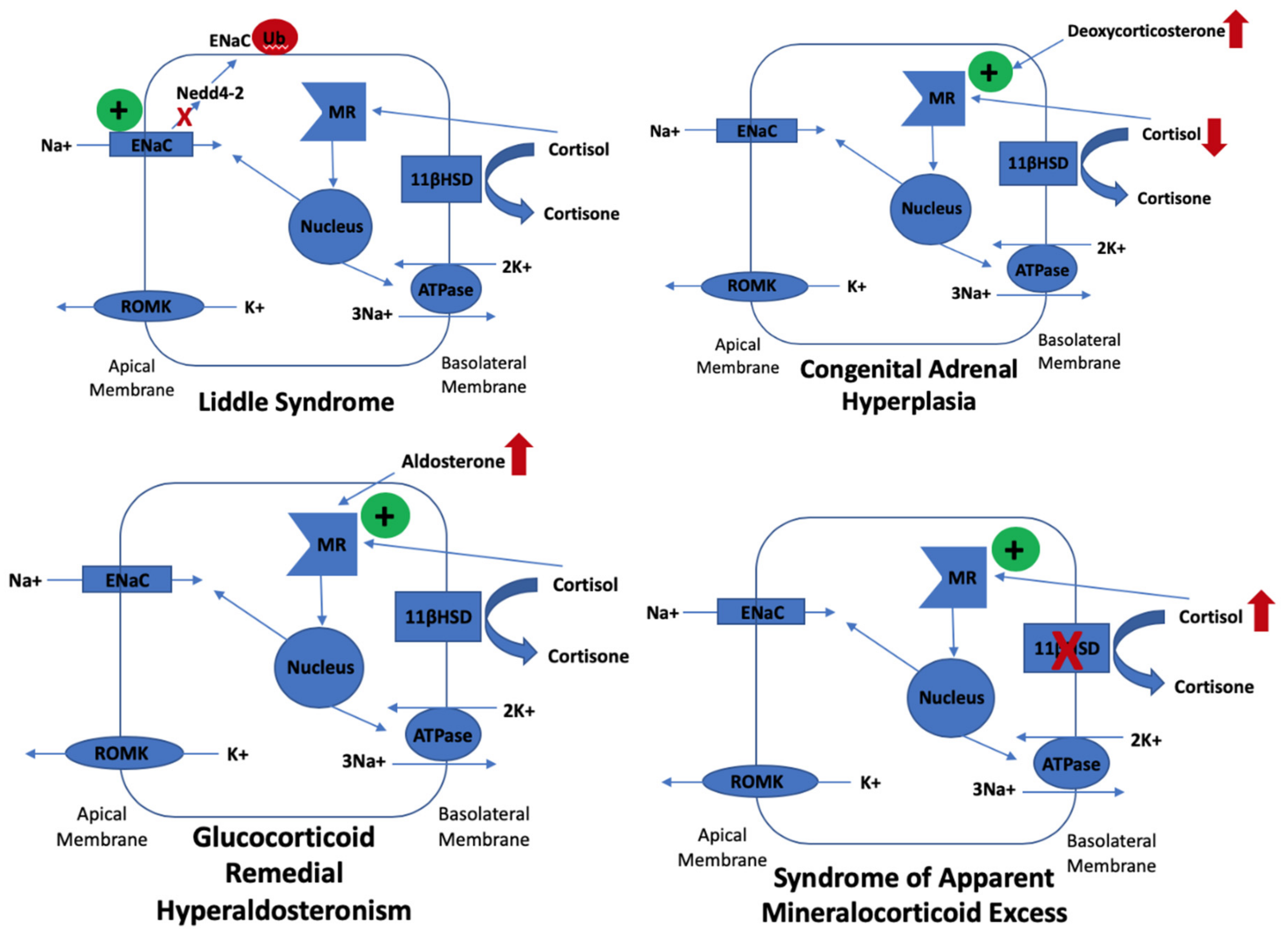 Genes 10 00986 g001 Genes 10 00986 g001