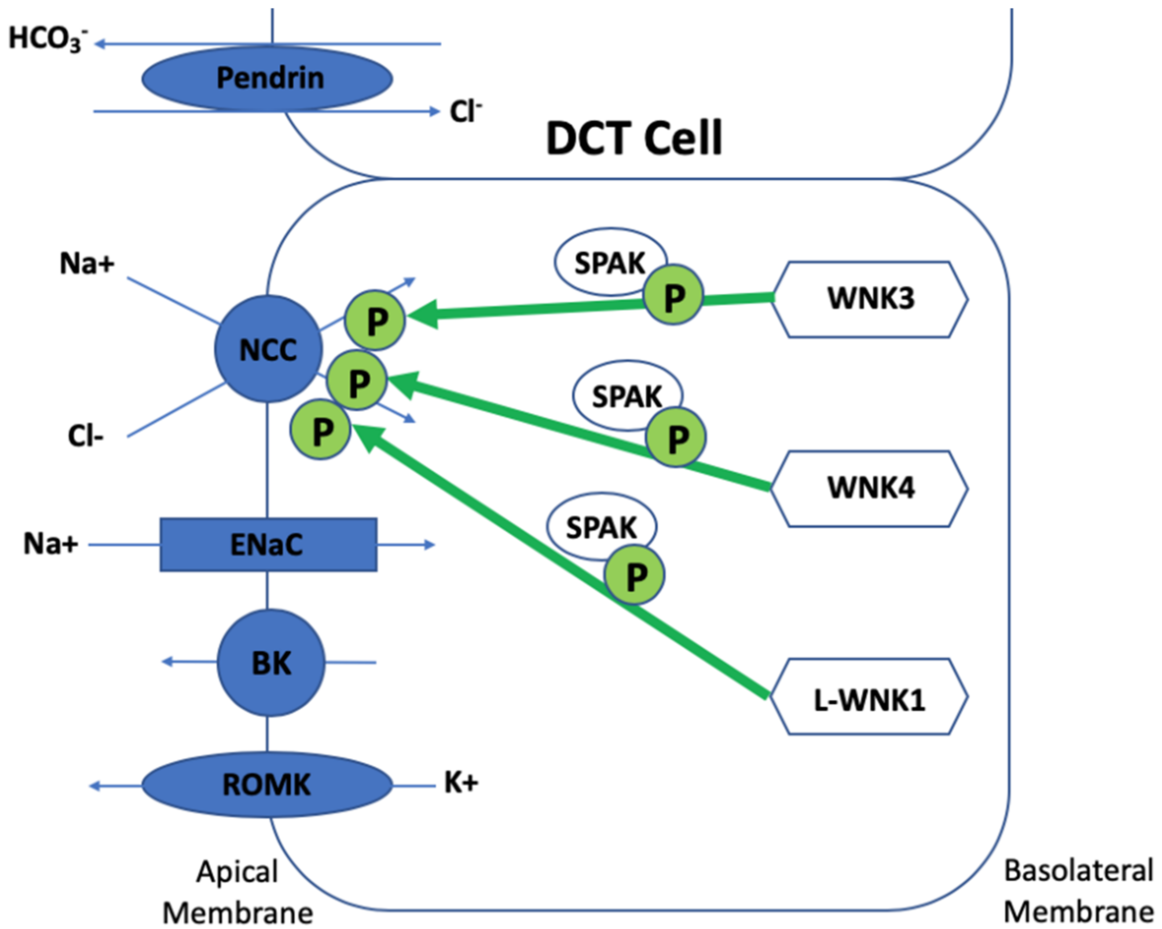 Genes 10 00986 g002 Genes 10 00986 g002