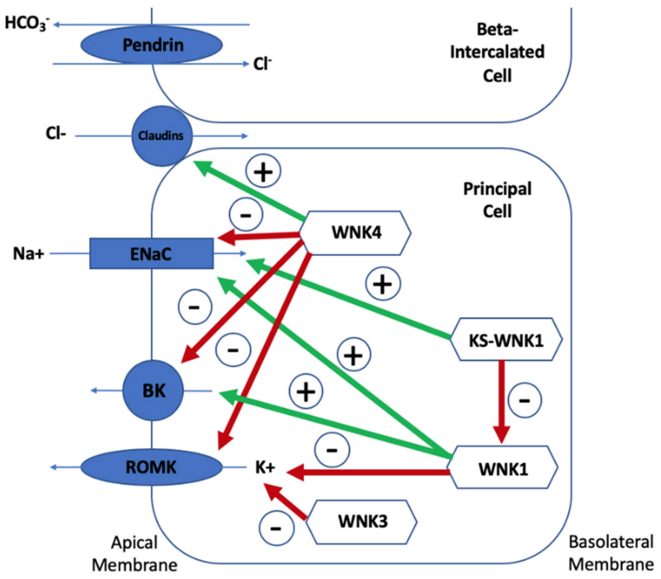 Genes 10 00986 g003 Genes 10 00986 g003