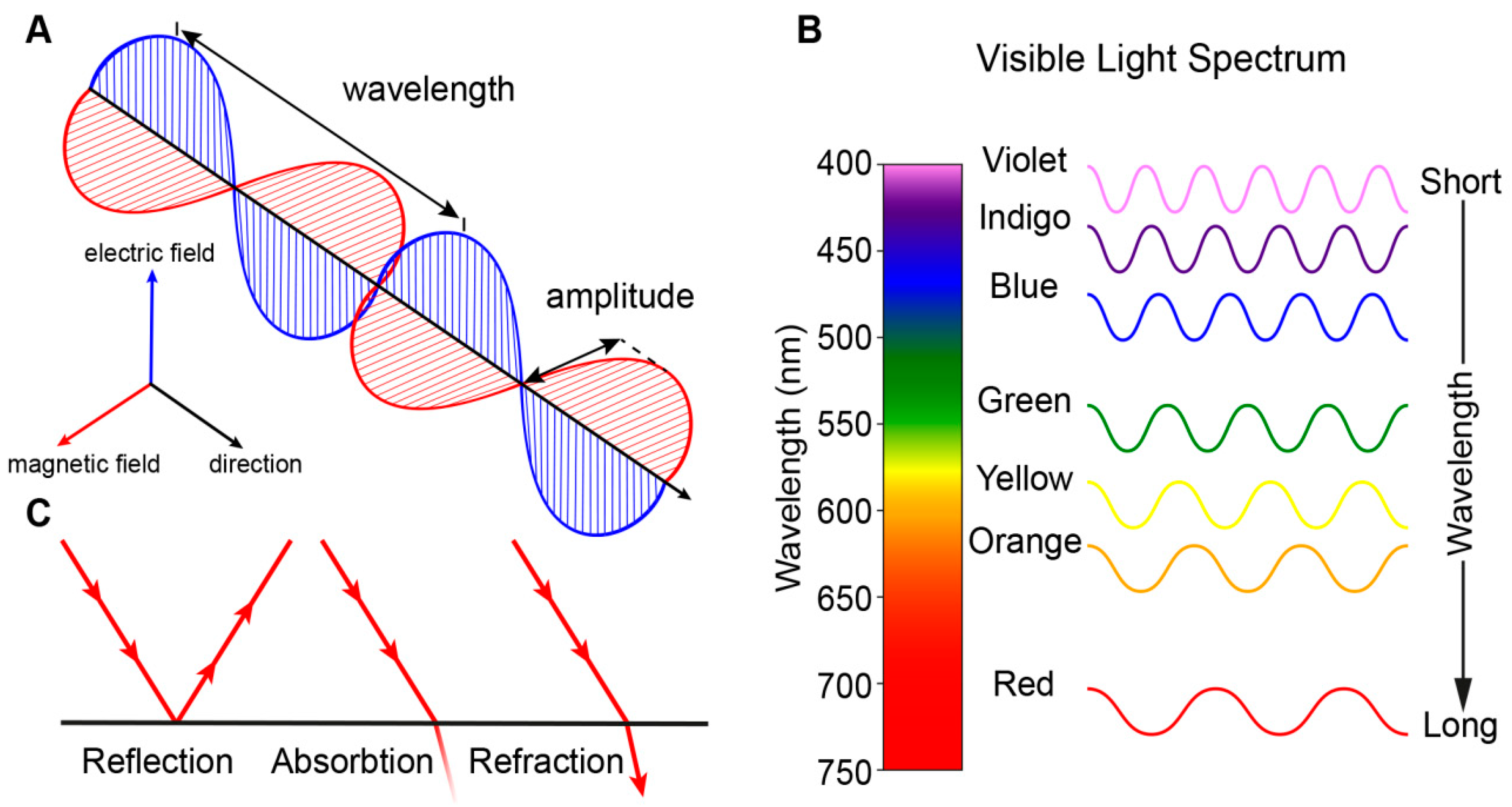 Genes 10 00987 g001