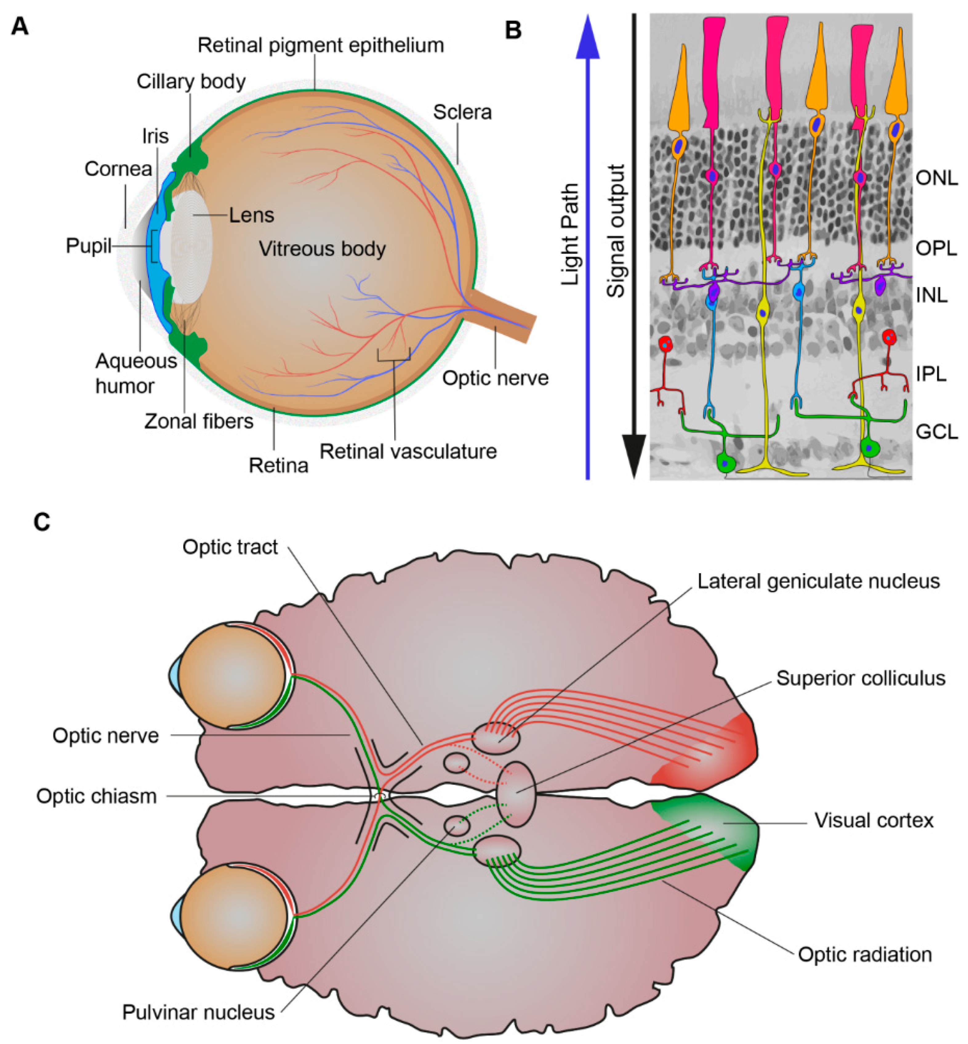Genes 10 00987 g002