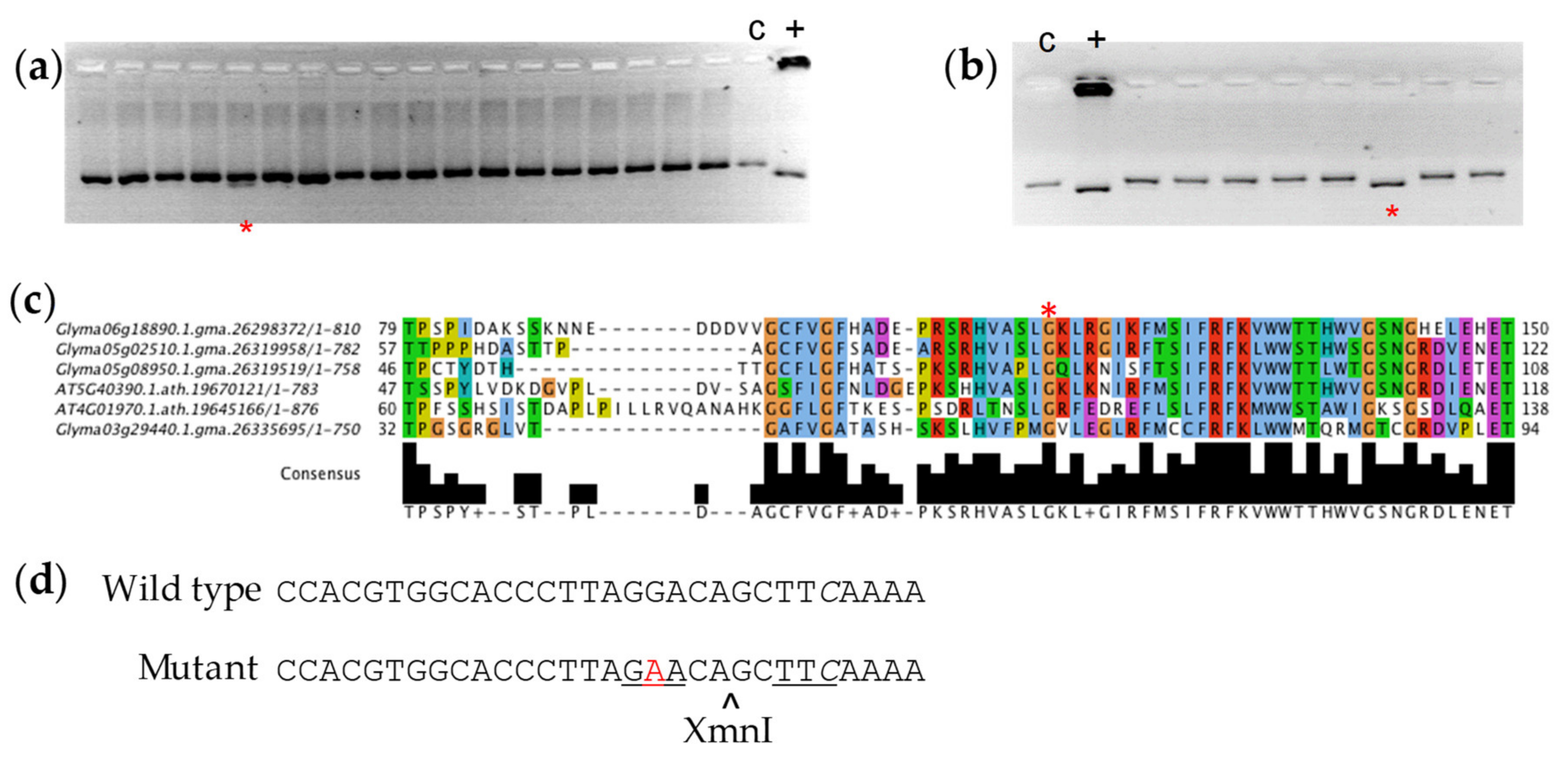 Genes 10 01003 g001