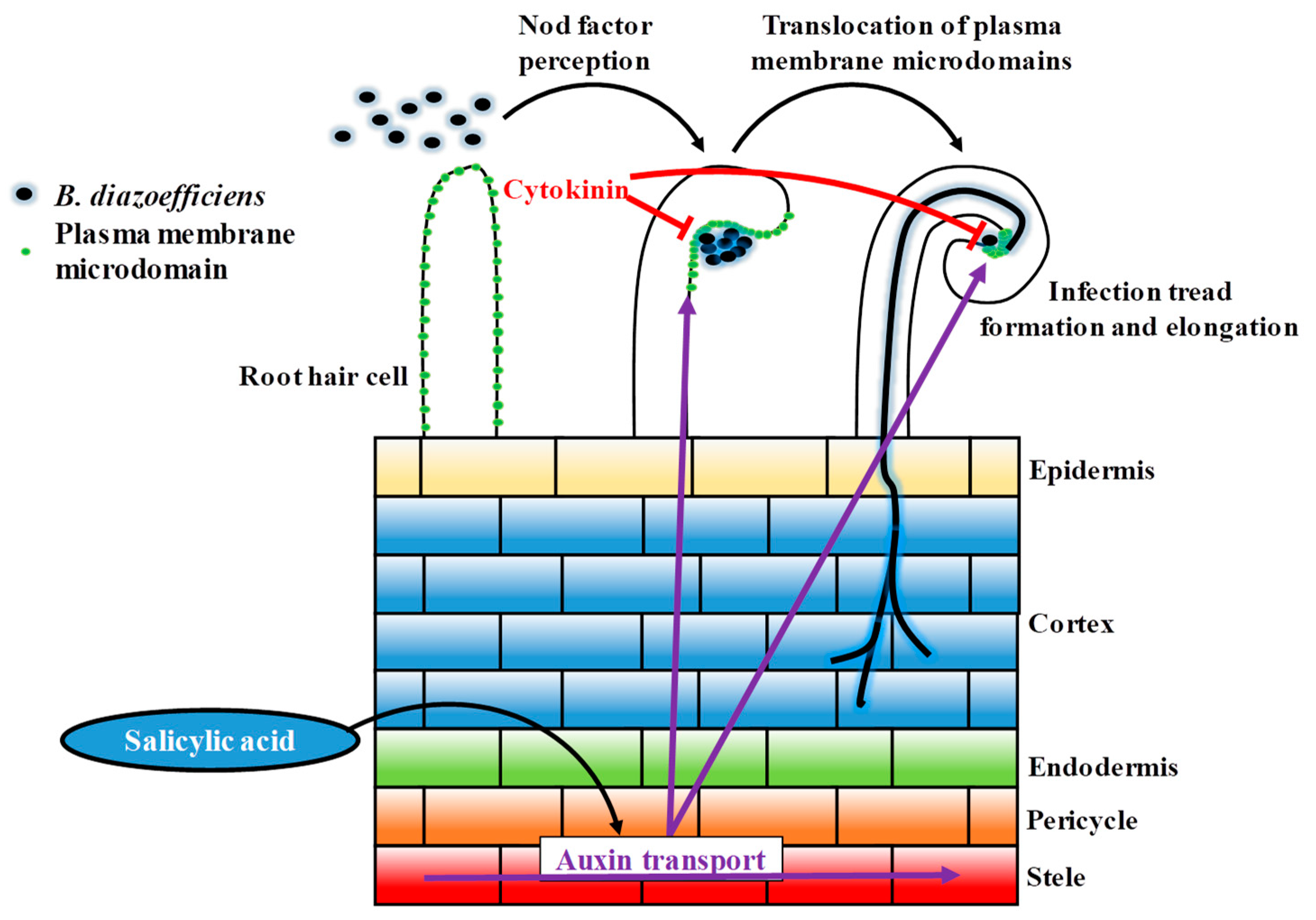 Genes 10 01012 g006