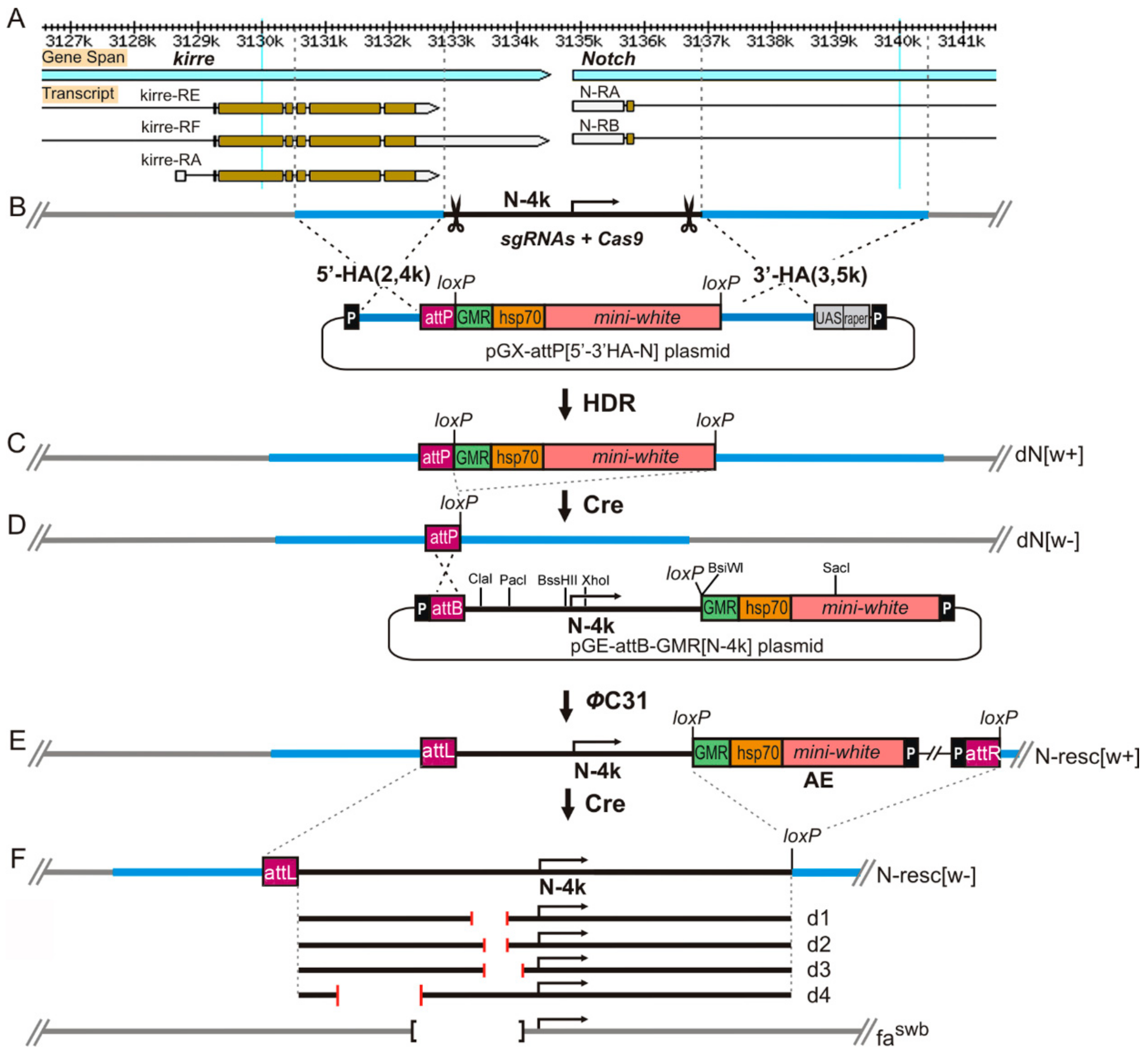 Genes 10 01037 g001