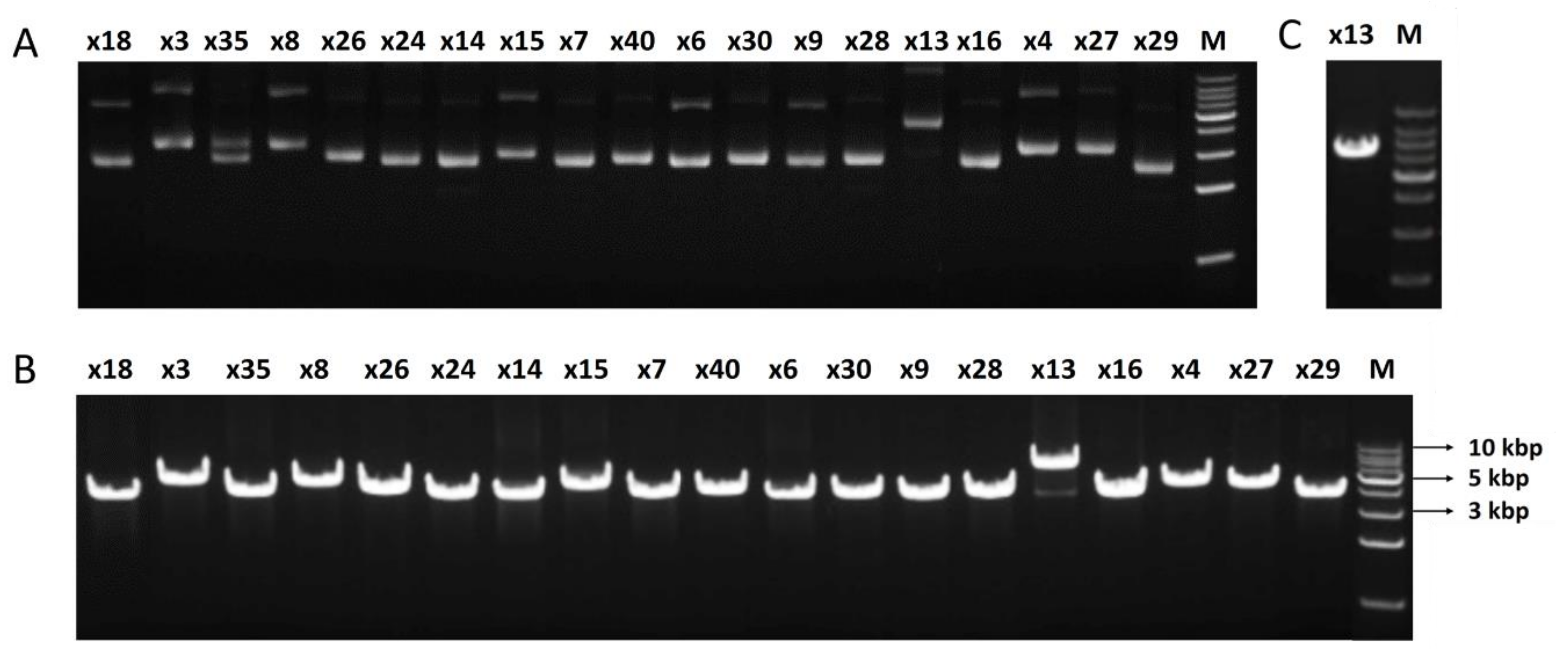 Genes 11 00007 g002 Genes 11 00007 g002