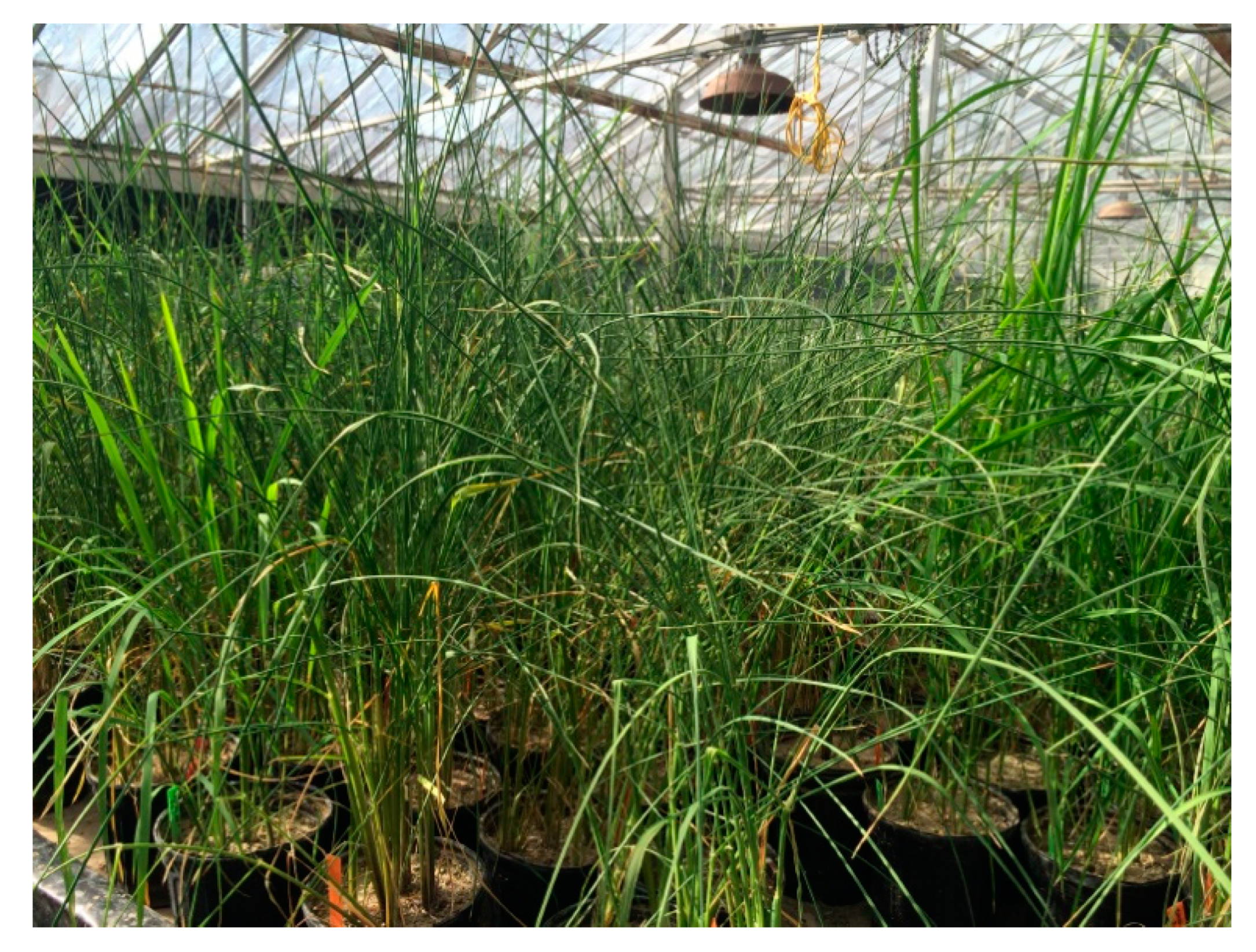 Genes 11 00062 g001 Genes 11 00062 g001