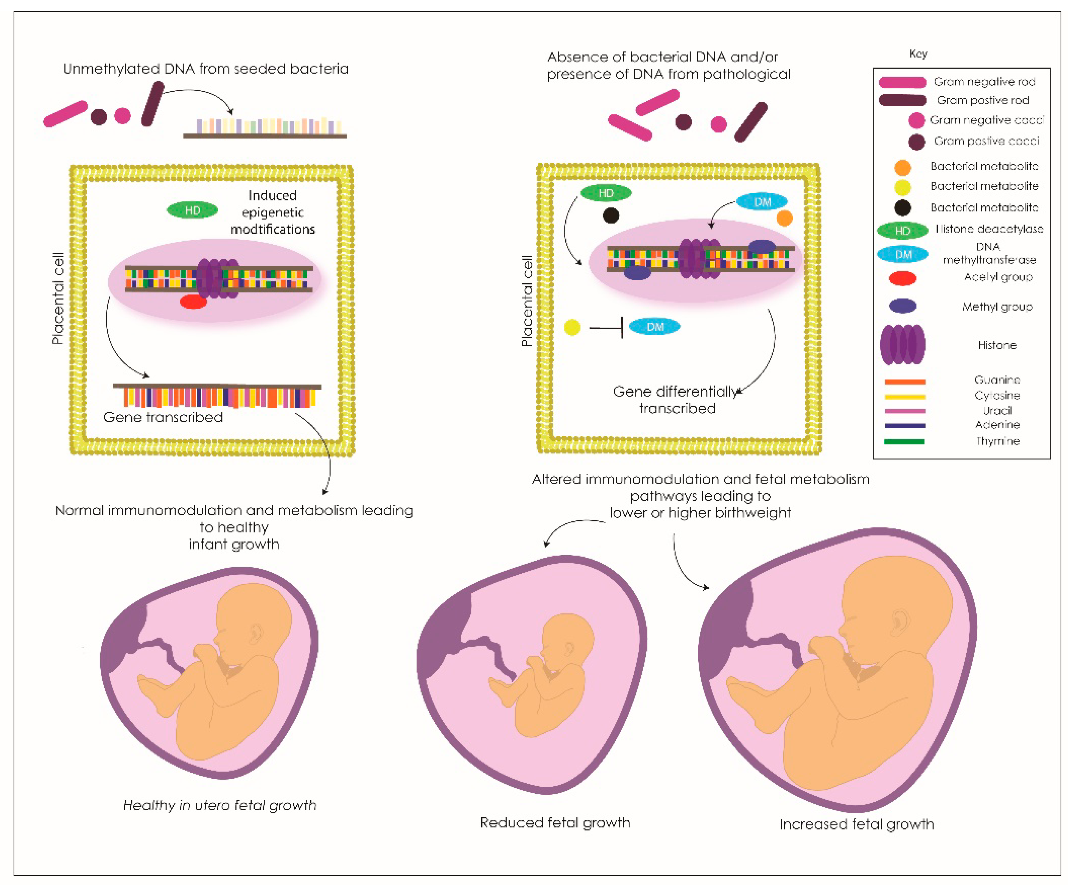 Genes 11 00080 g002 Genes 11 00080 g002