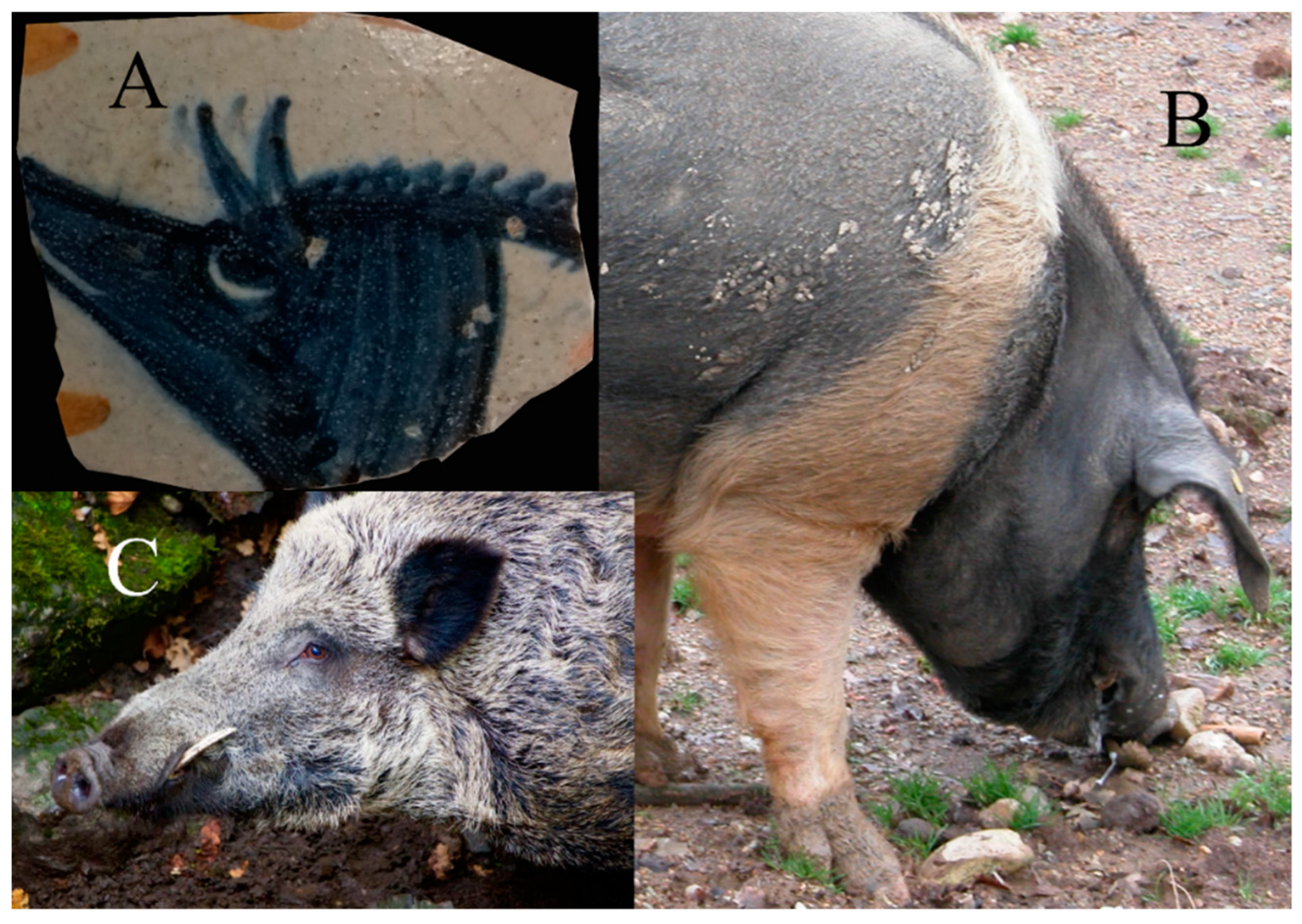 Genes 11 00085 g001 Genes 11 00085 g001