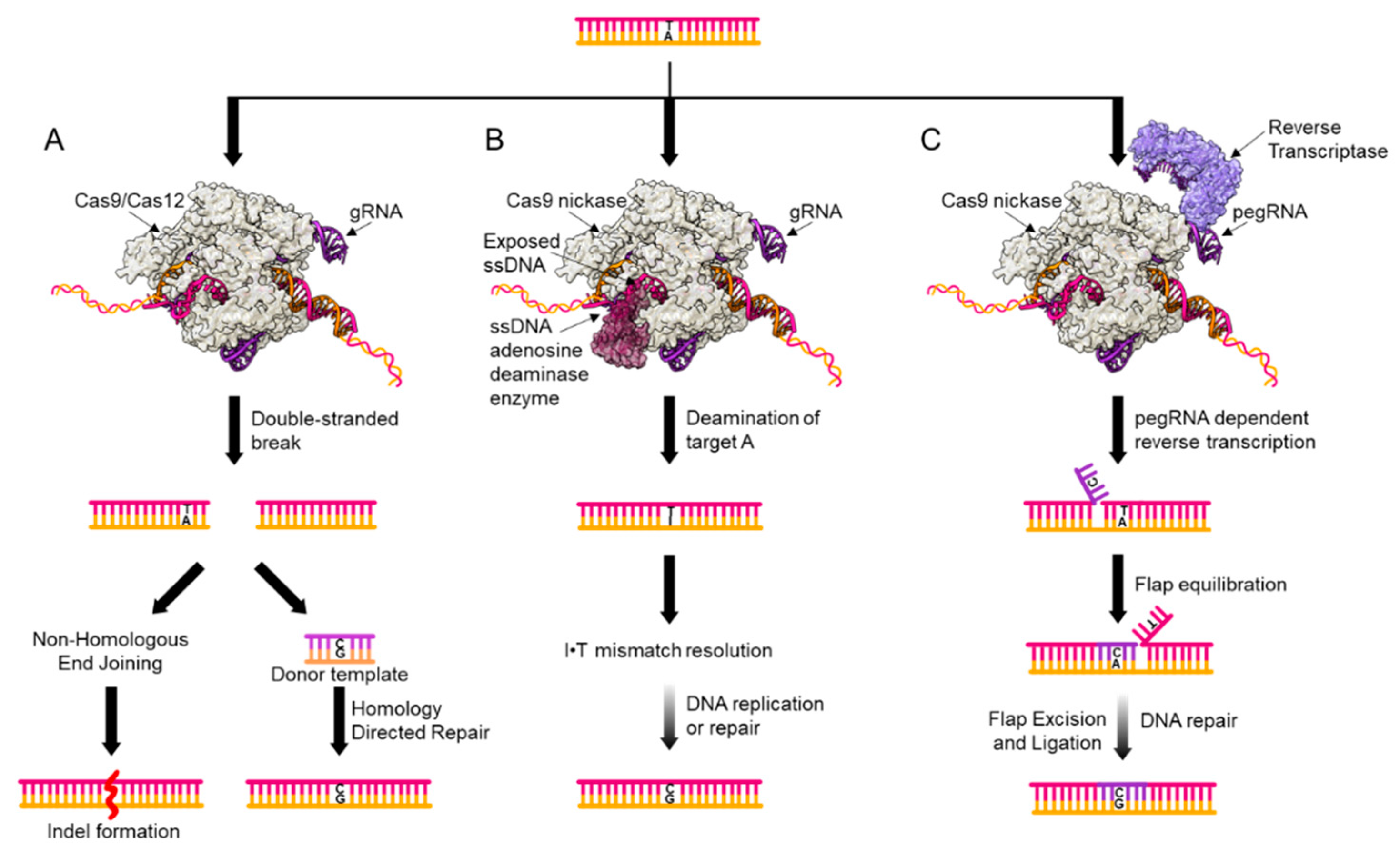 Genes 11 00088 g002