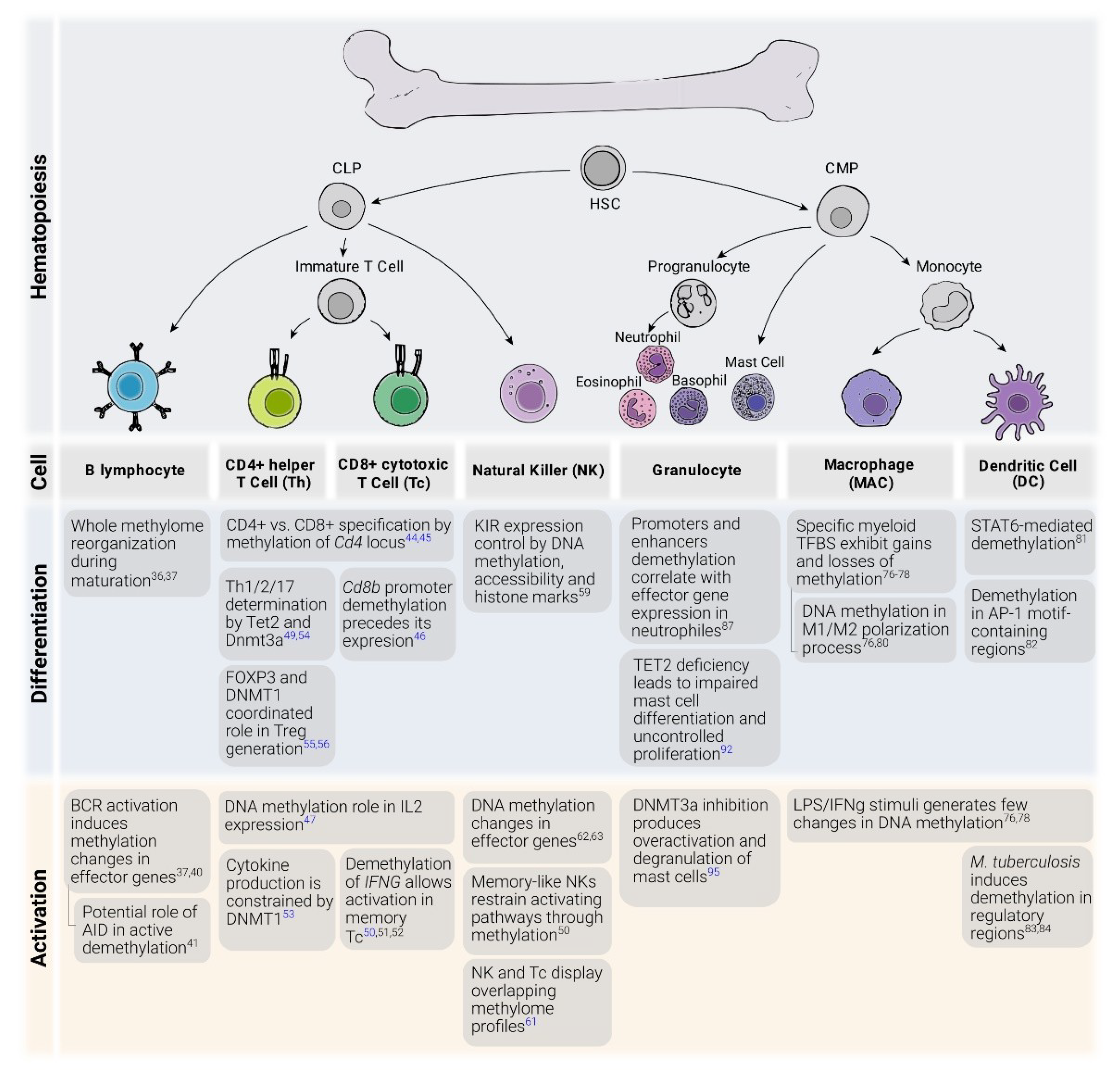 Genes 11 00110 g001 Genes 11 00110 g001