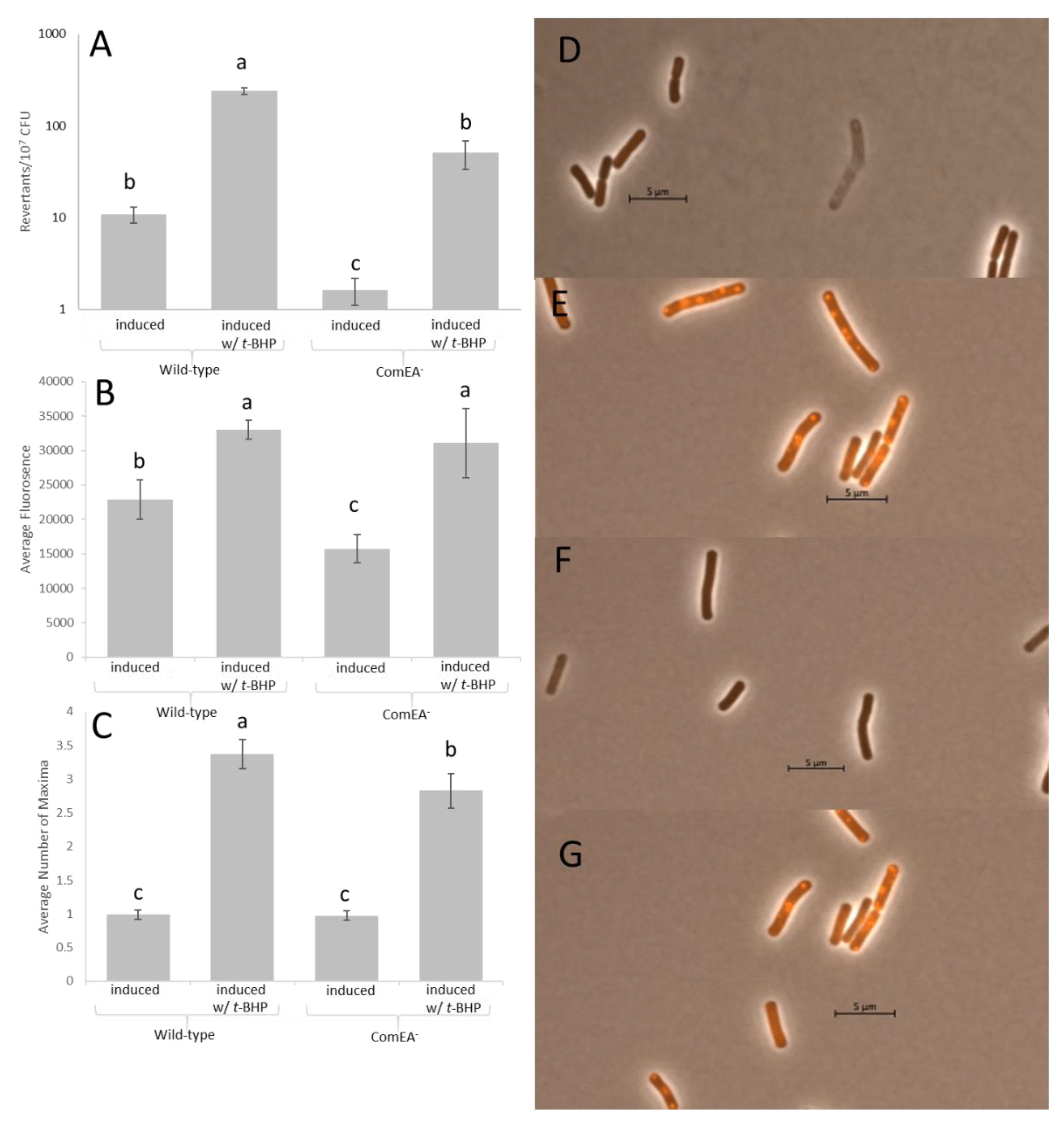 Genes 11 00190 g002 Genes 11 00190 g002