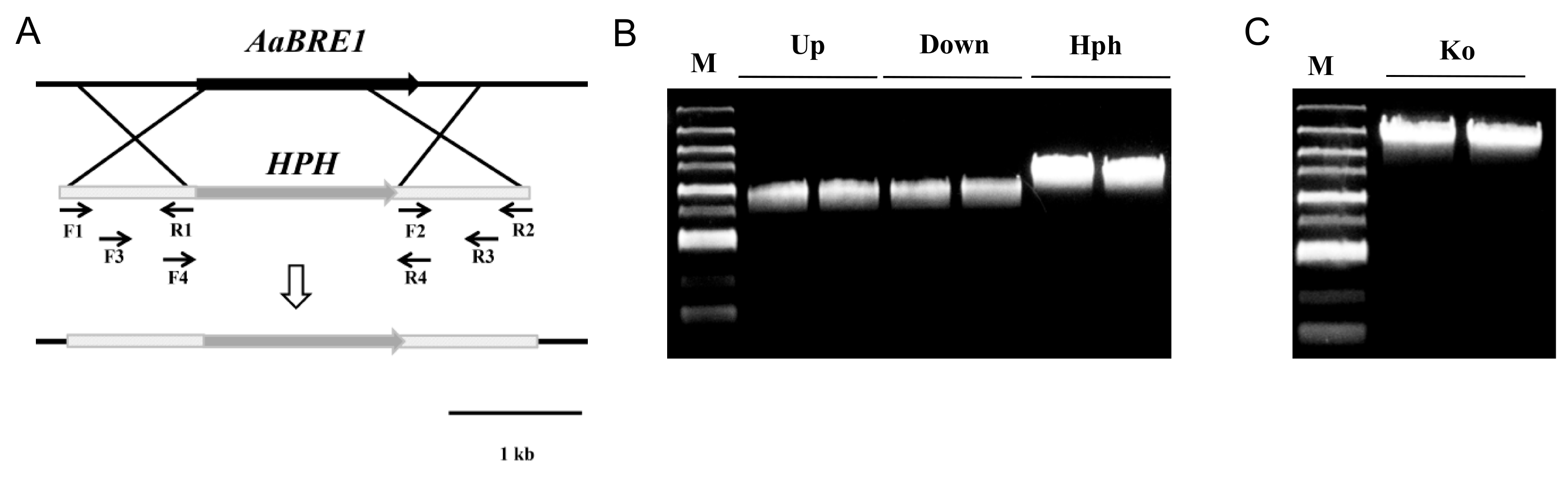 Genes 11 00229 g002 Genes 11 00229 g002