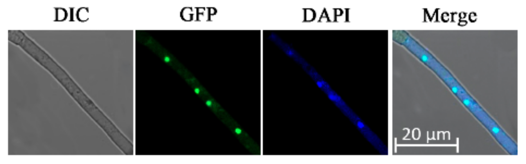 Genes 11 00229 g004 Genes 11 00229 g004