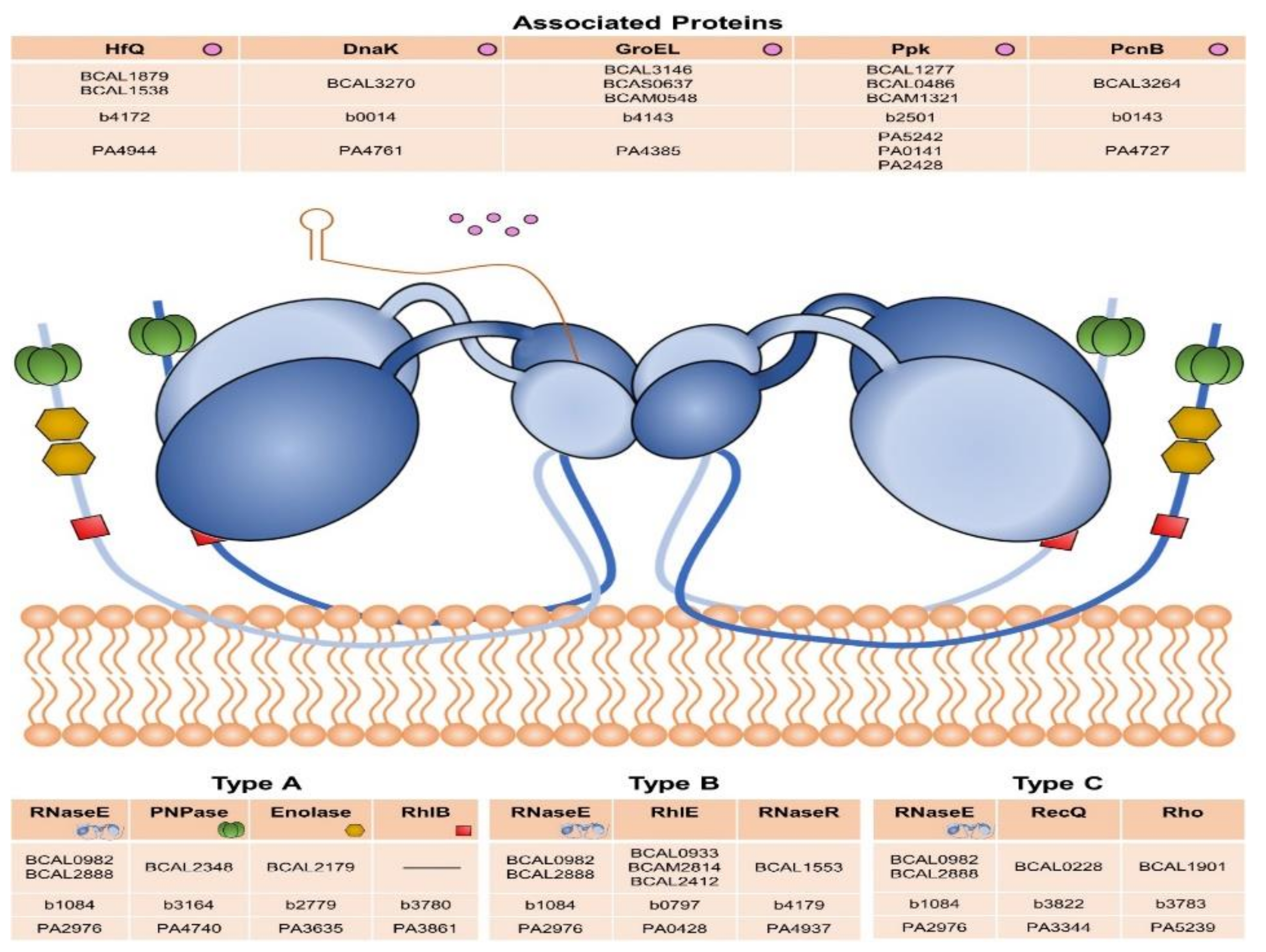 Genes 11 00231 g008 Genes 11 00231 g008