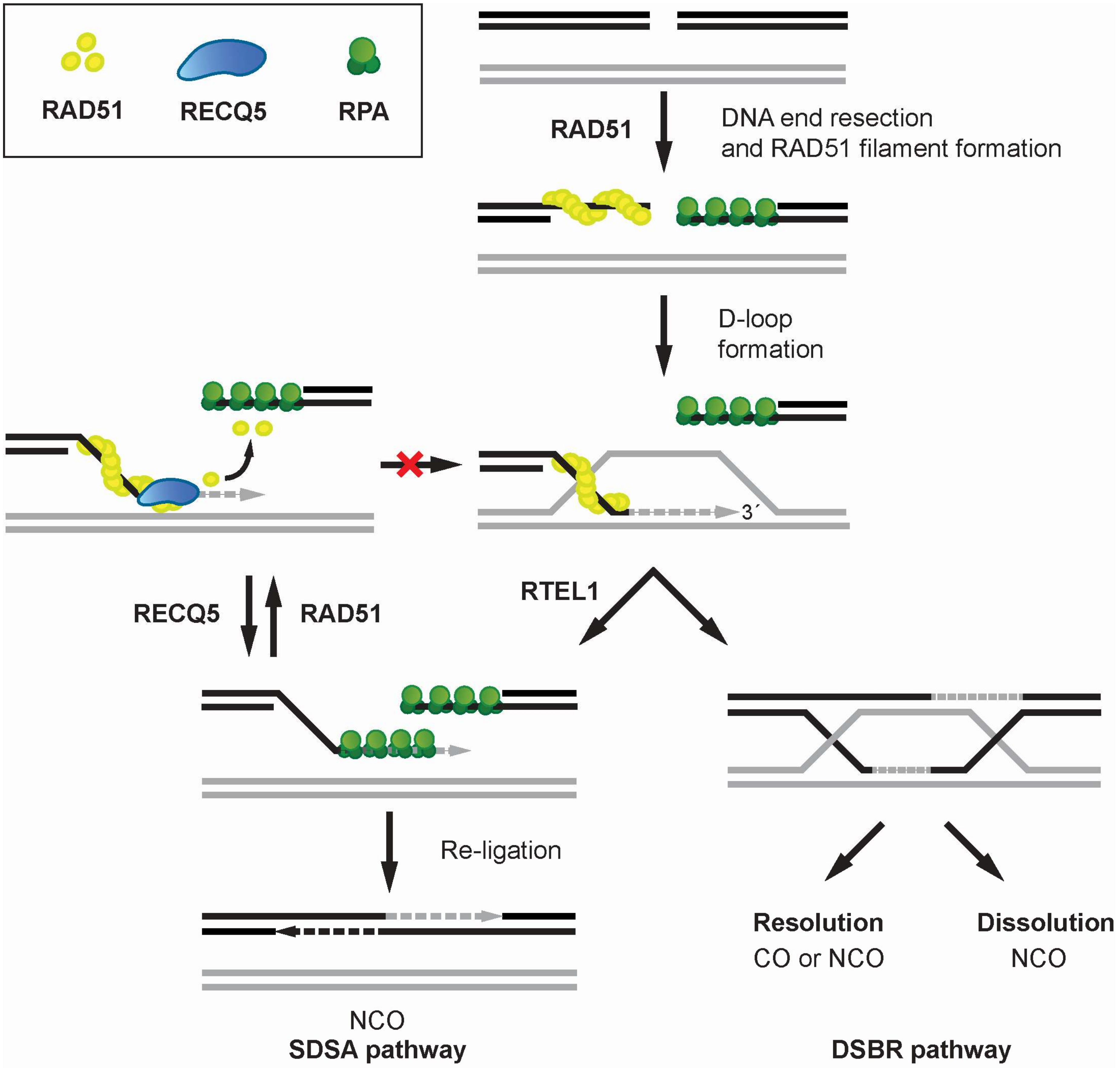 Genes 11 00232 g002 Genes 11 00232 g002
