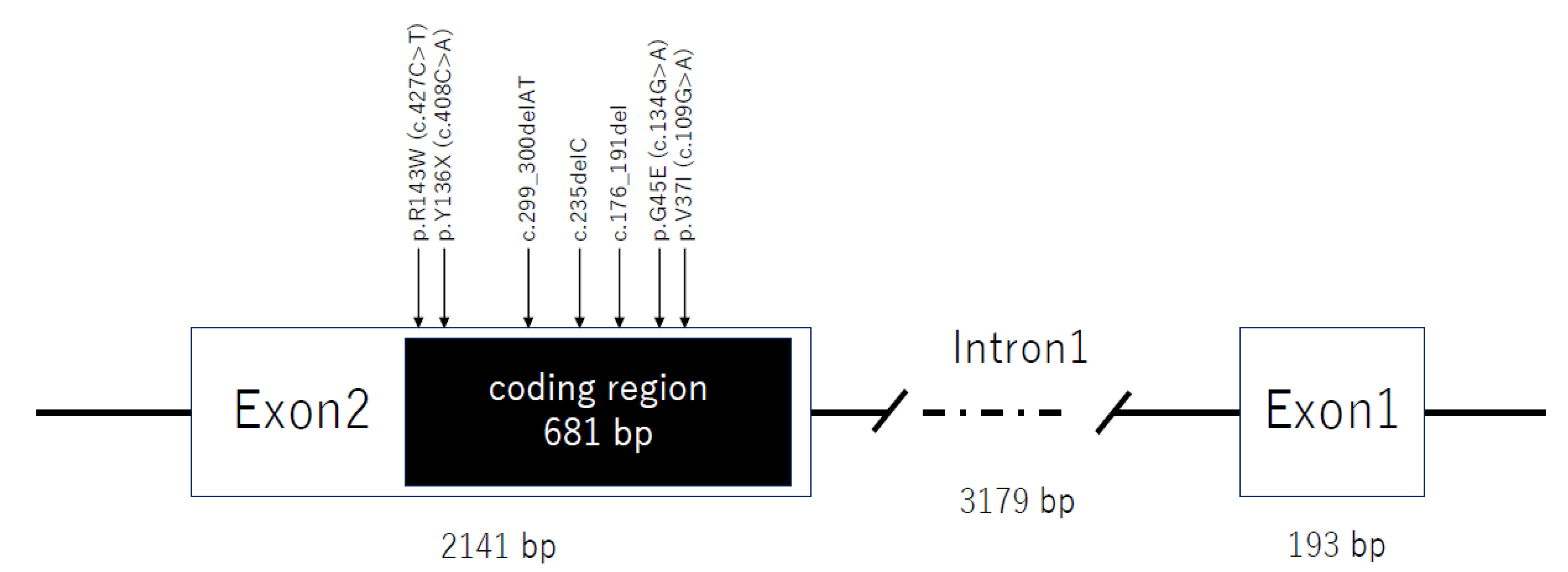 Genes 11 00250 g001