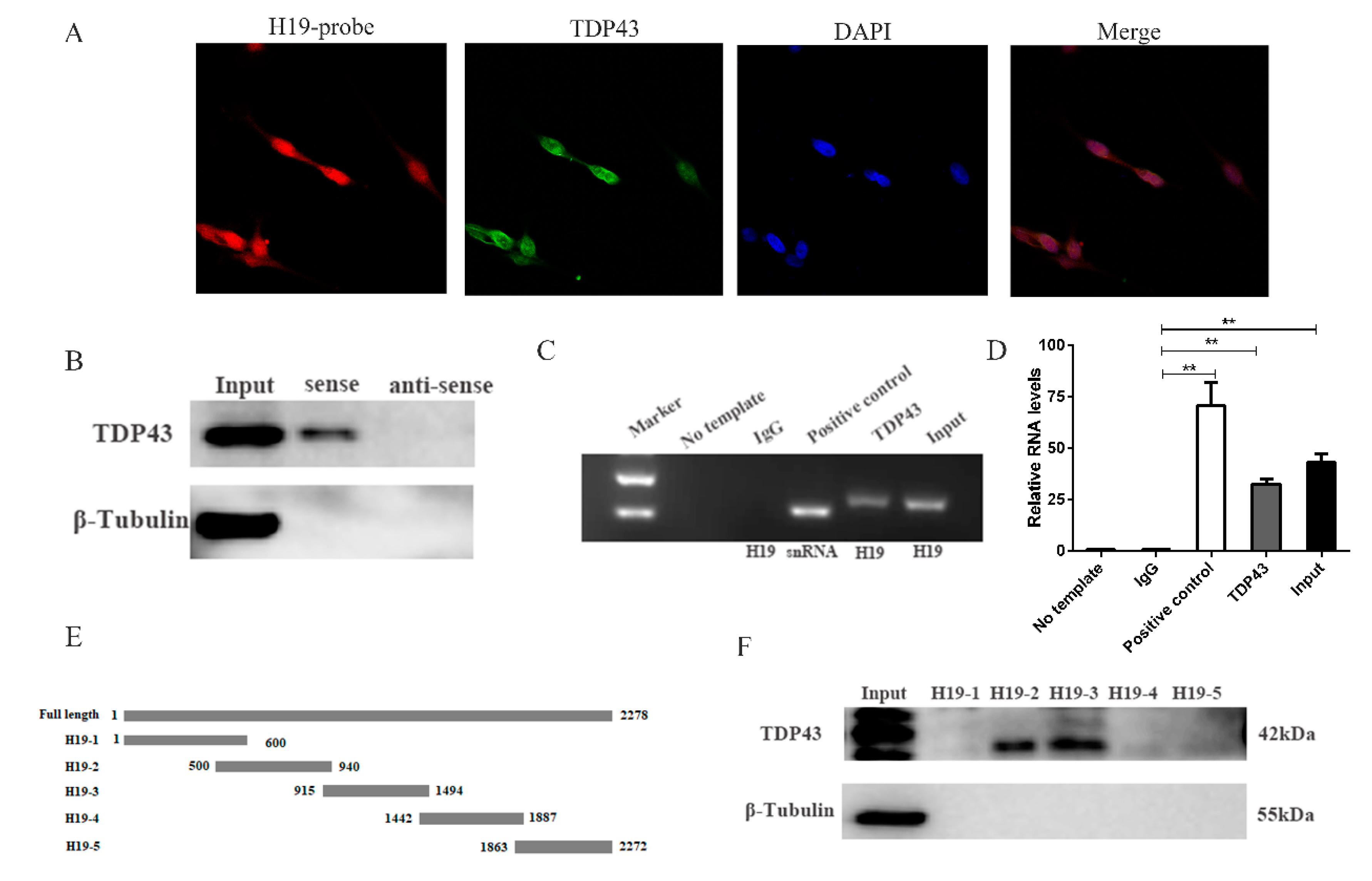 Genes 11 00259 g001 Genes 11 00259 g001