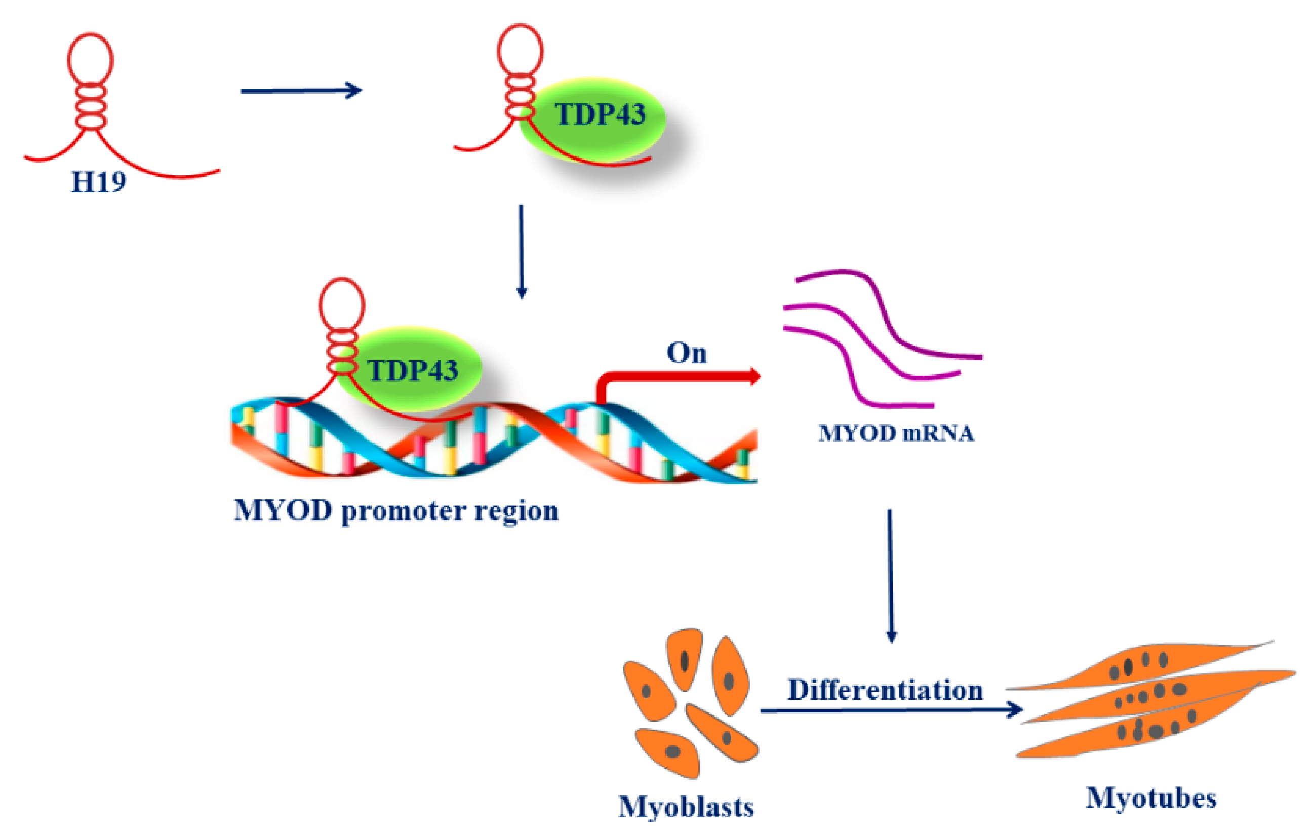 Genes 11 00259 g005 Genes 11 00259 g005